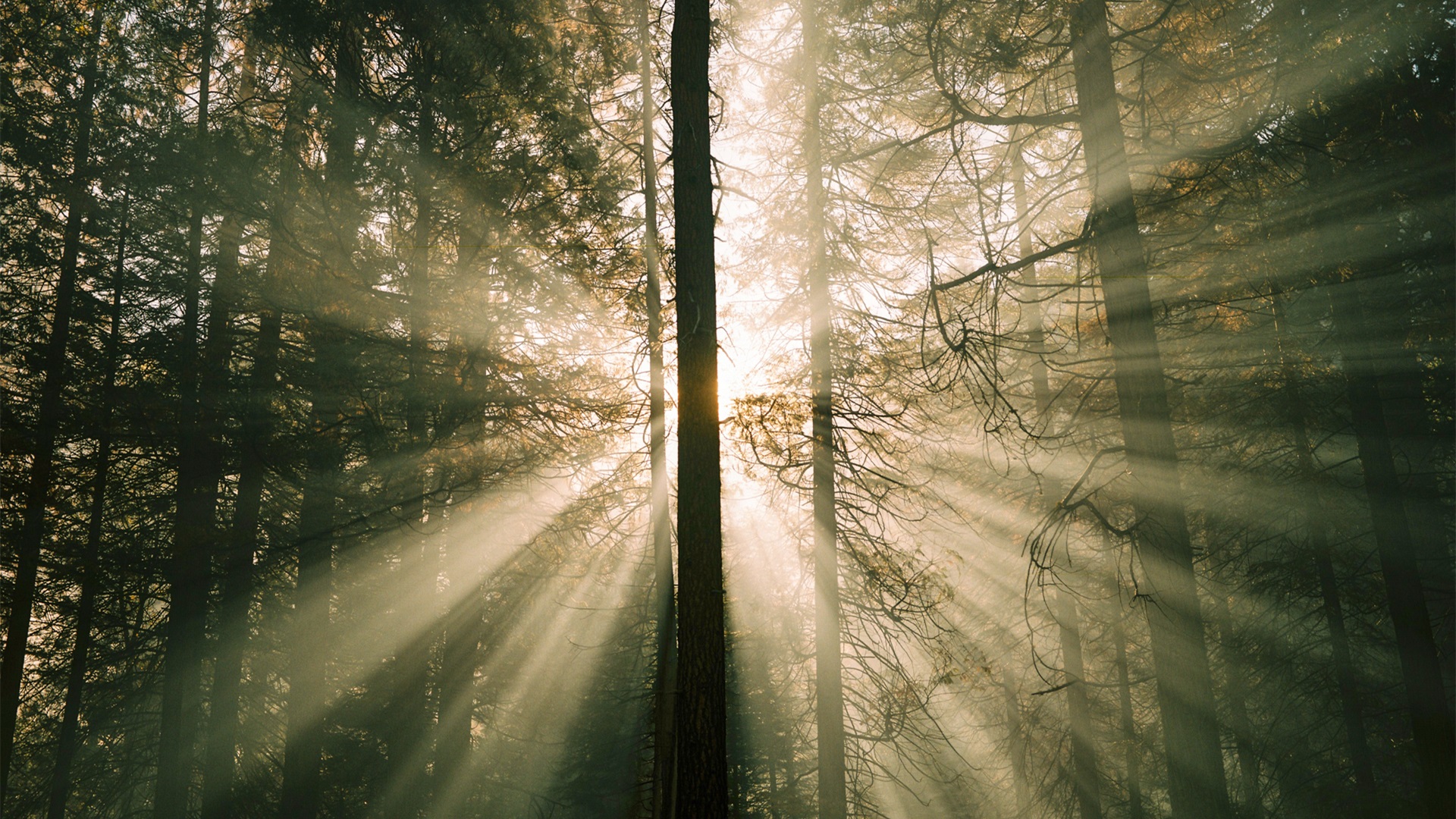 自然风光,树林,清晨,日出,阳光