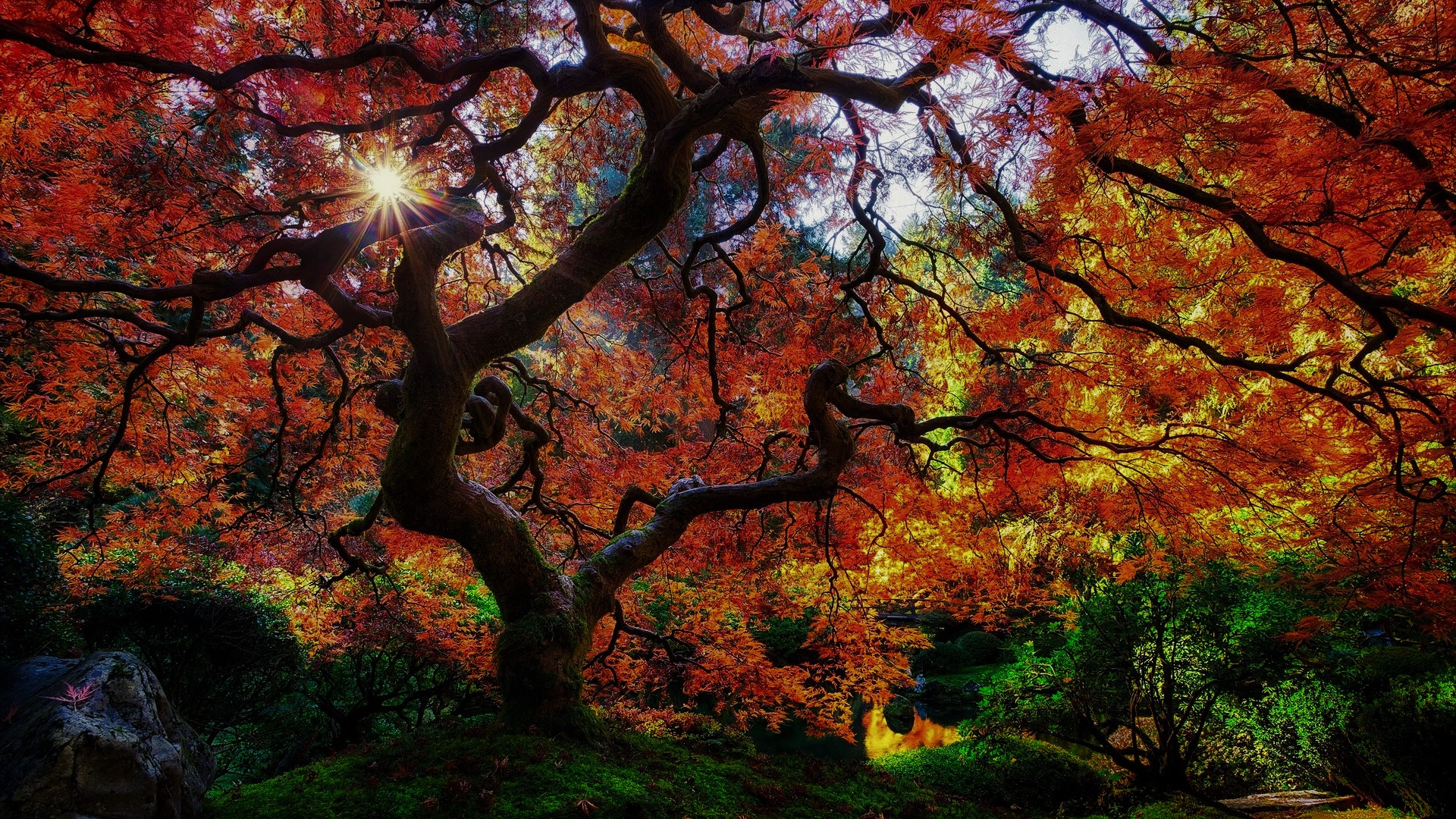 秋意正浓,红叶,枫树,古树,森林