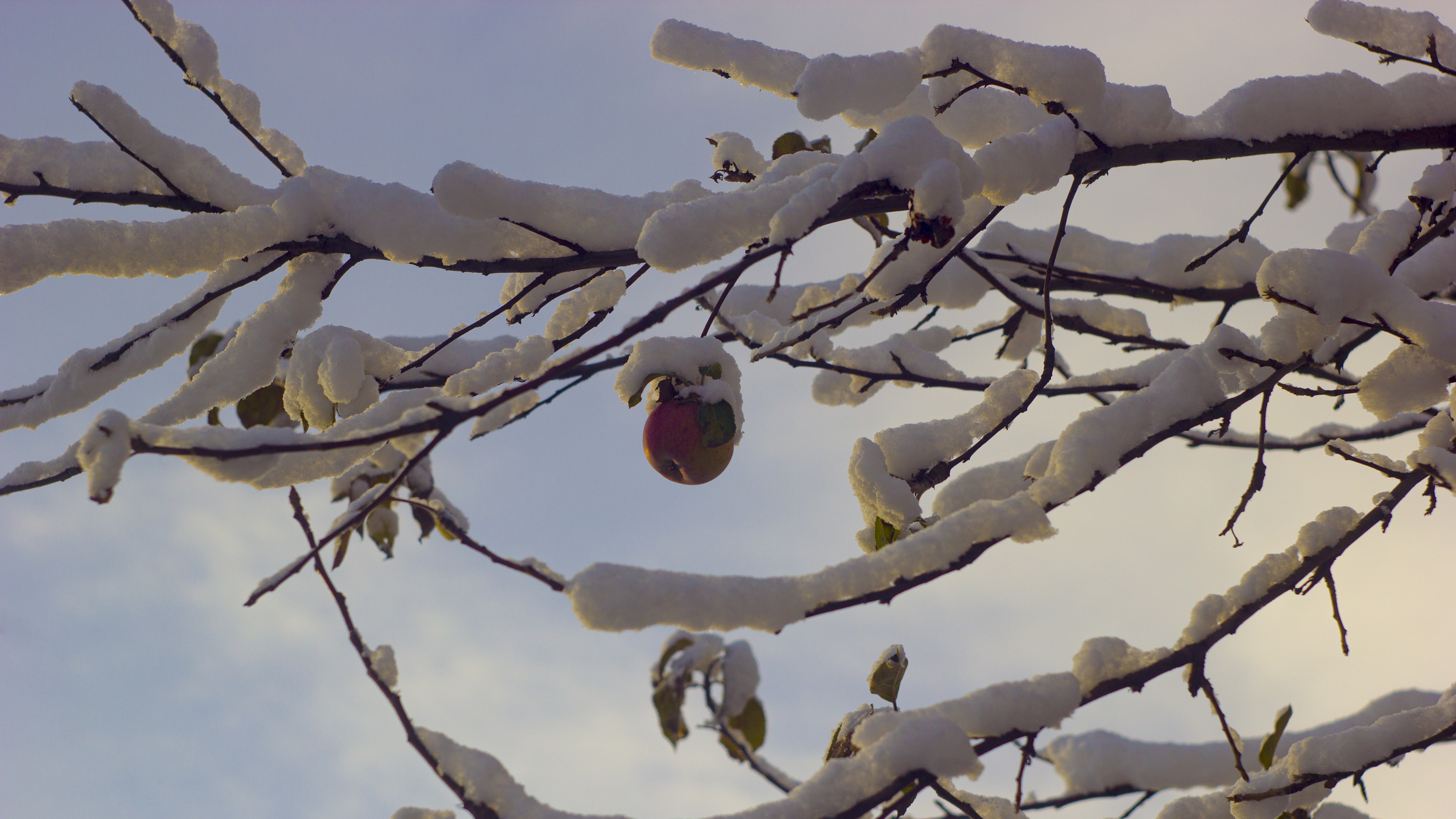 冰天雪地,松果,松树