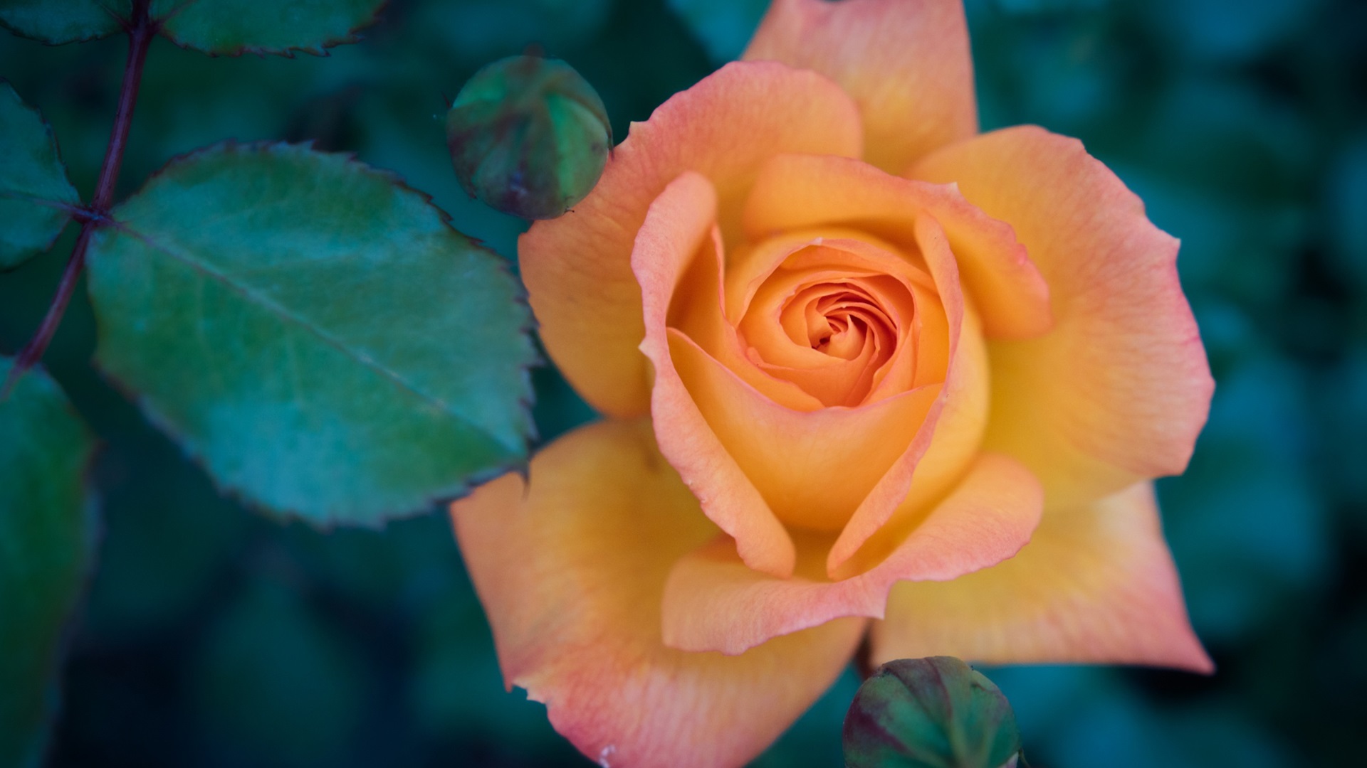鸟语花香,玫瑰,月季花
