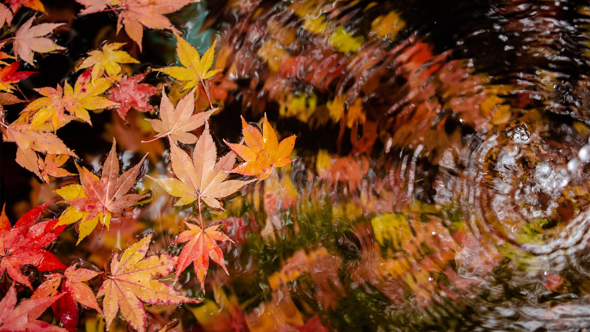 秋意正浓,枫叶,湖水,倒影,涟漪