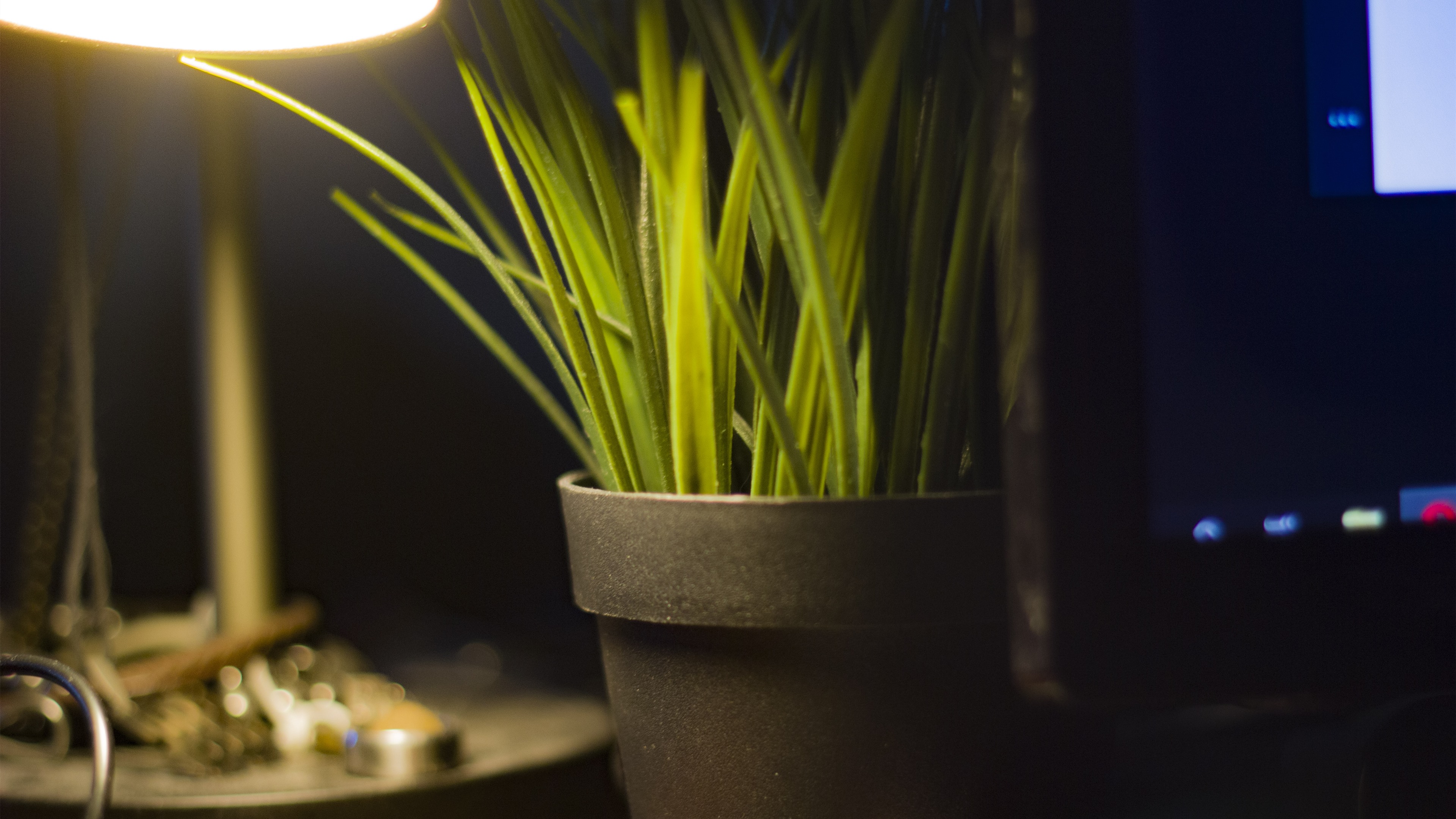 静物写真,小草,盆栽