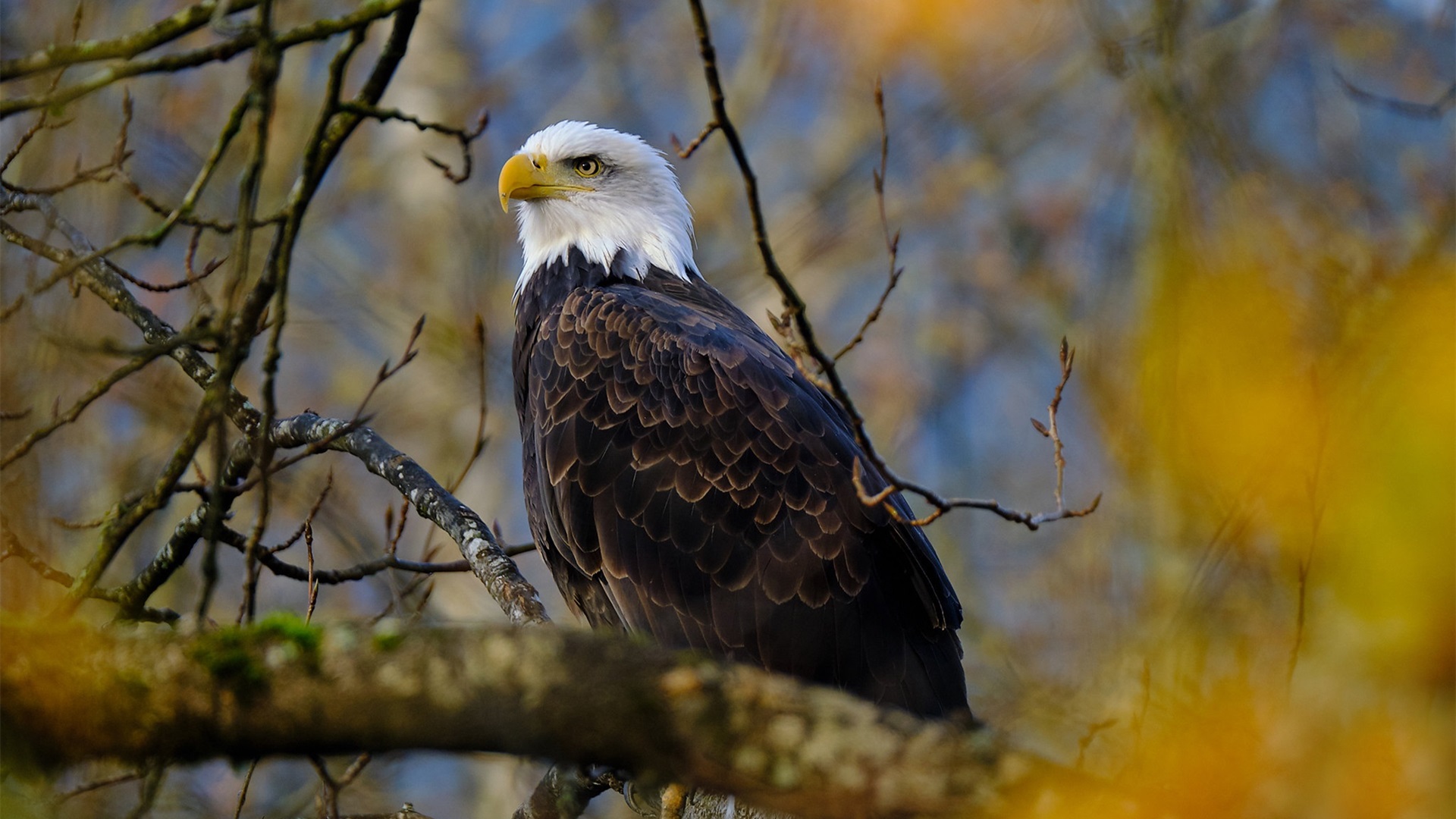 小鸟天地,老鹰,鵰