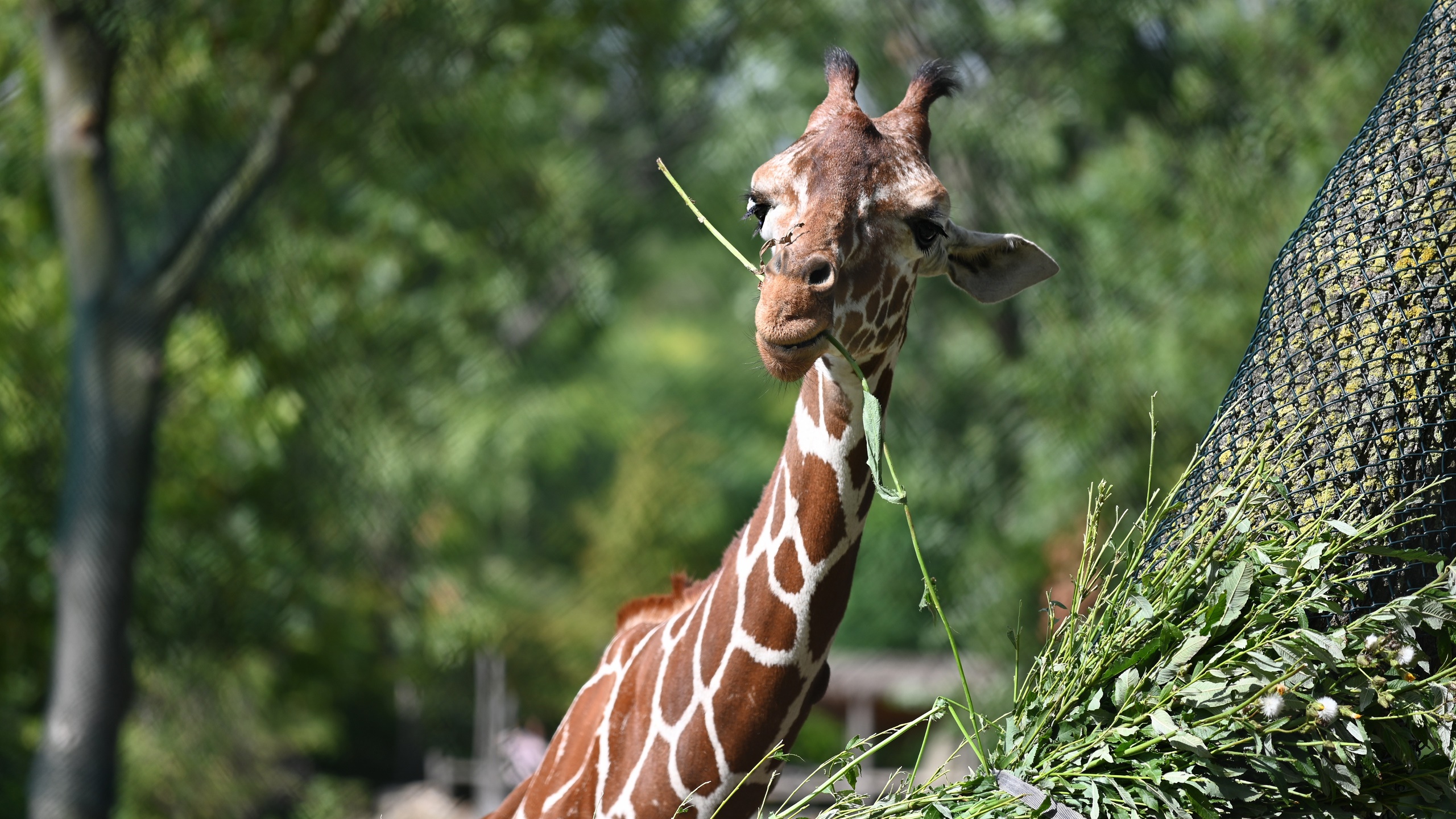 野生动物,长颈鹿,大自然,吃草