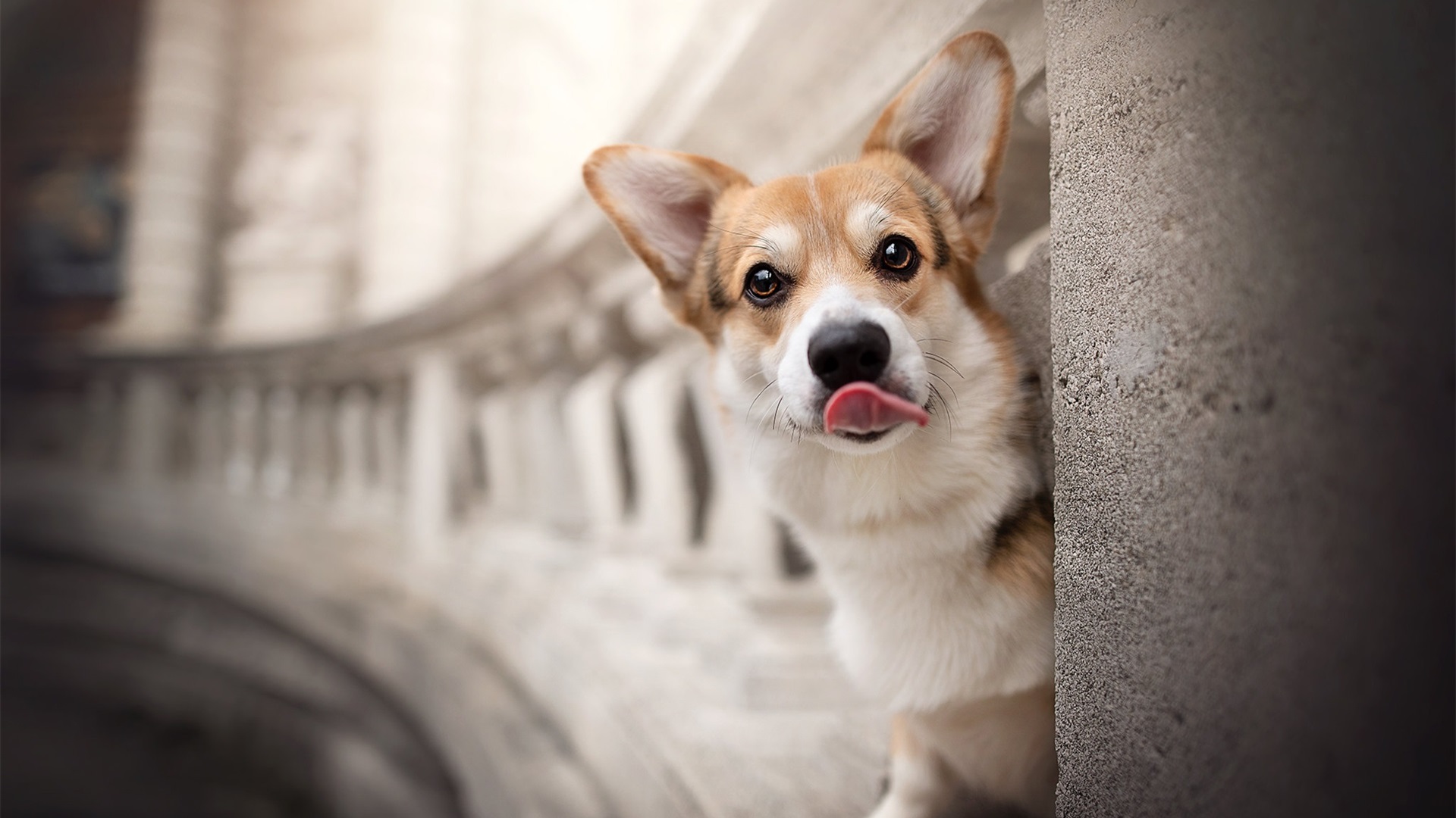 汪星人,偷看,柯基