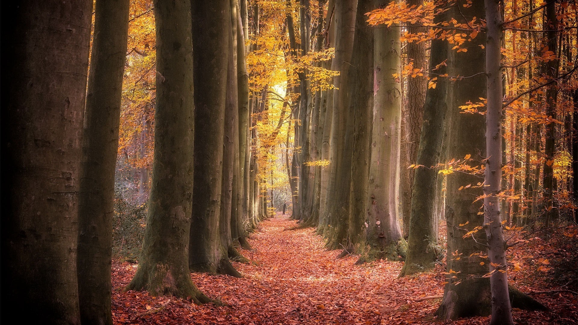 秋意正浓,树林,枫叶