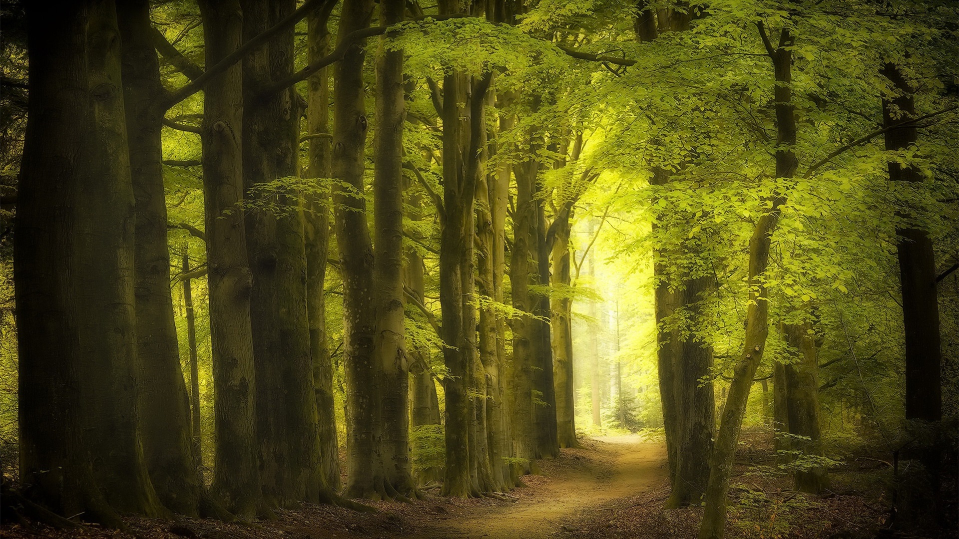 春意盎然,树林,清晨,林荫路