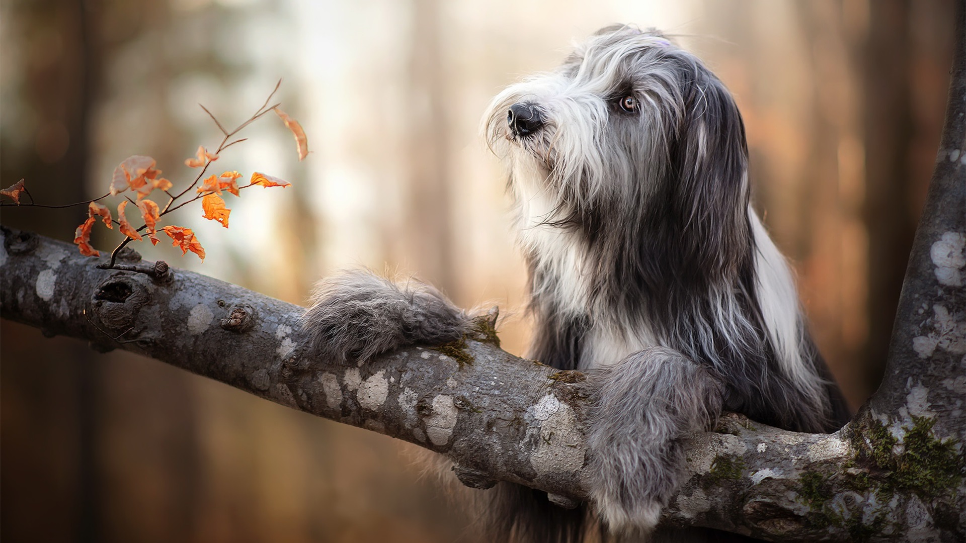 汪星人,狗狗,爬树