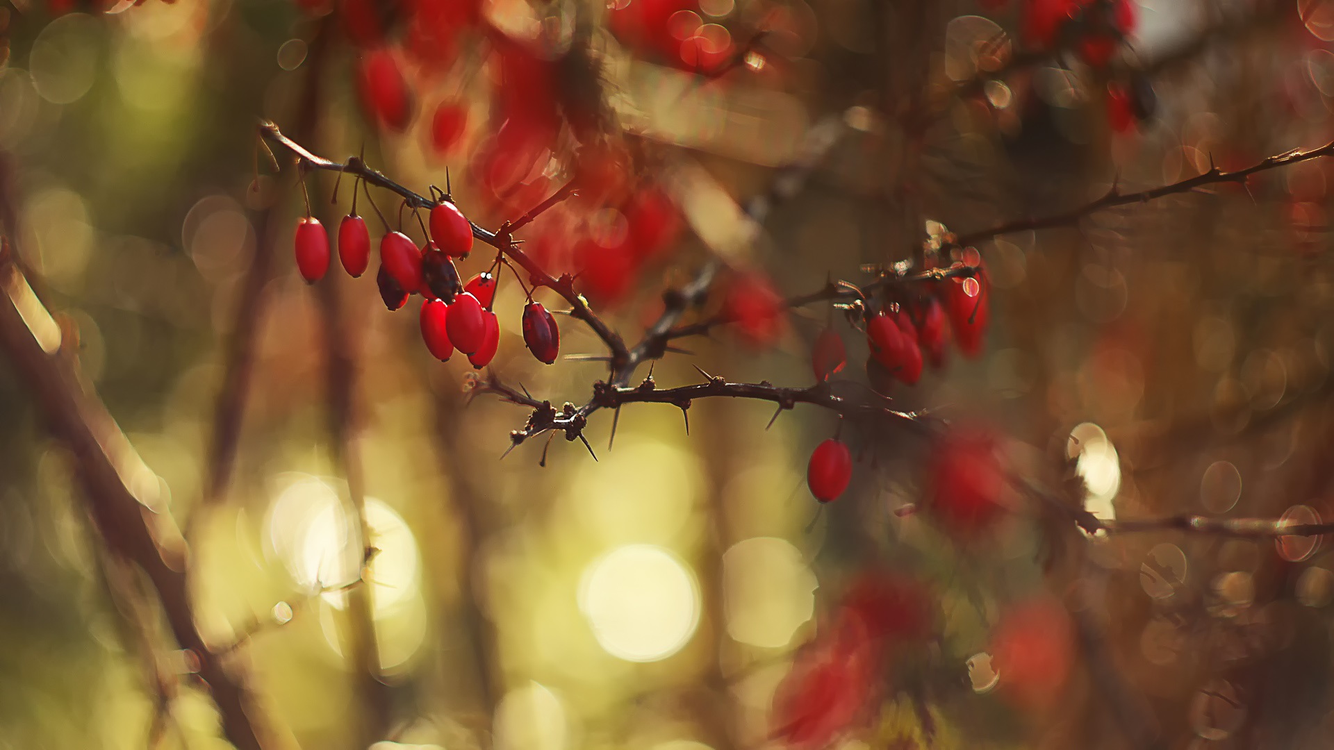 果实,秋收,光影