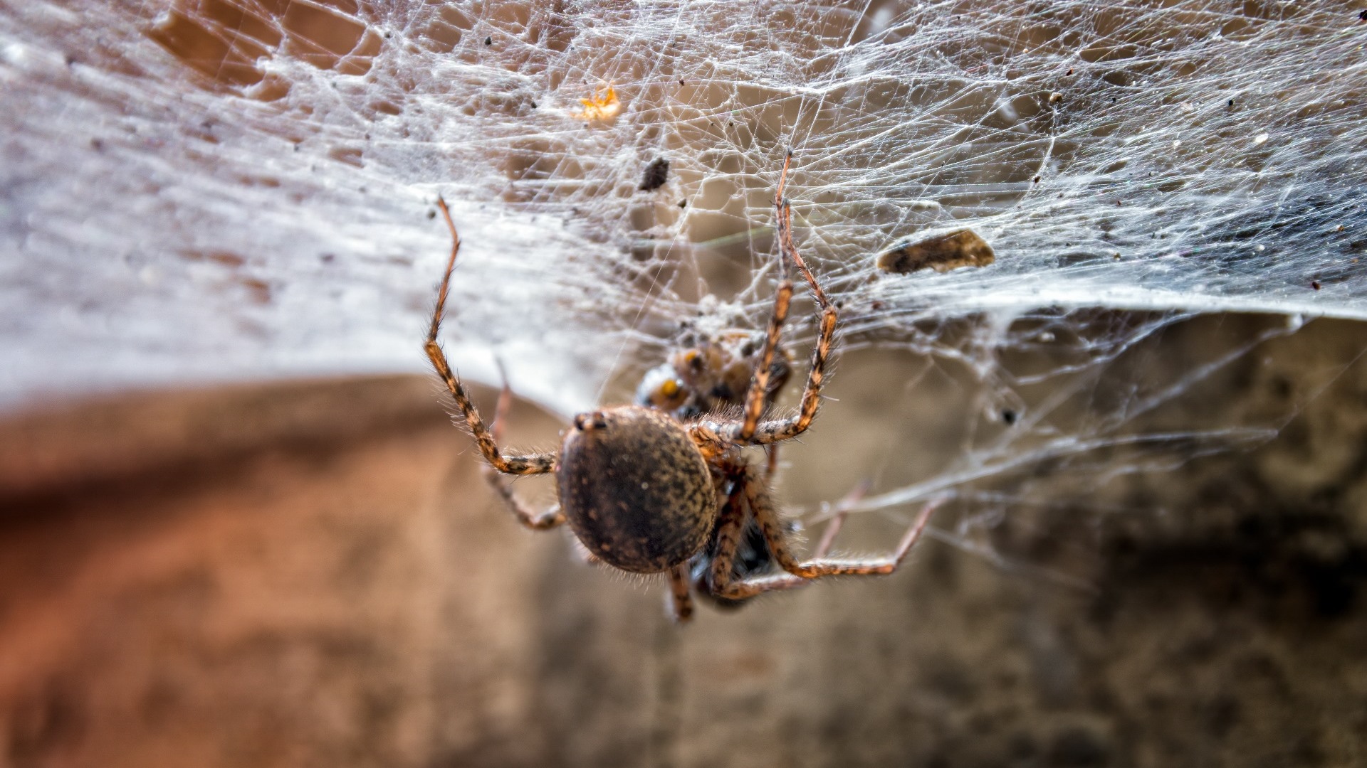 野生动物,蜘蛛,蛛网