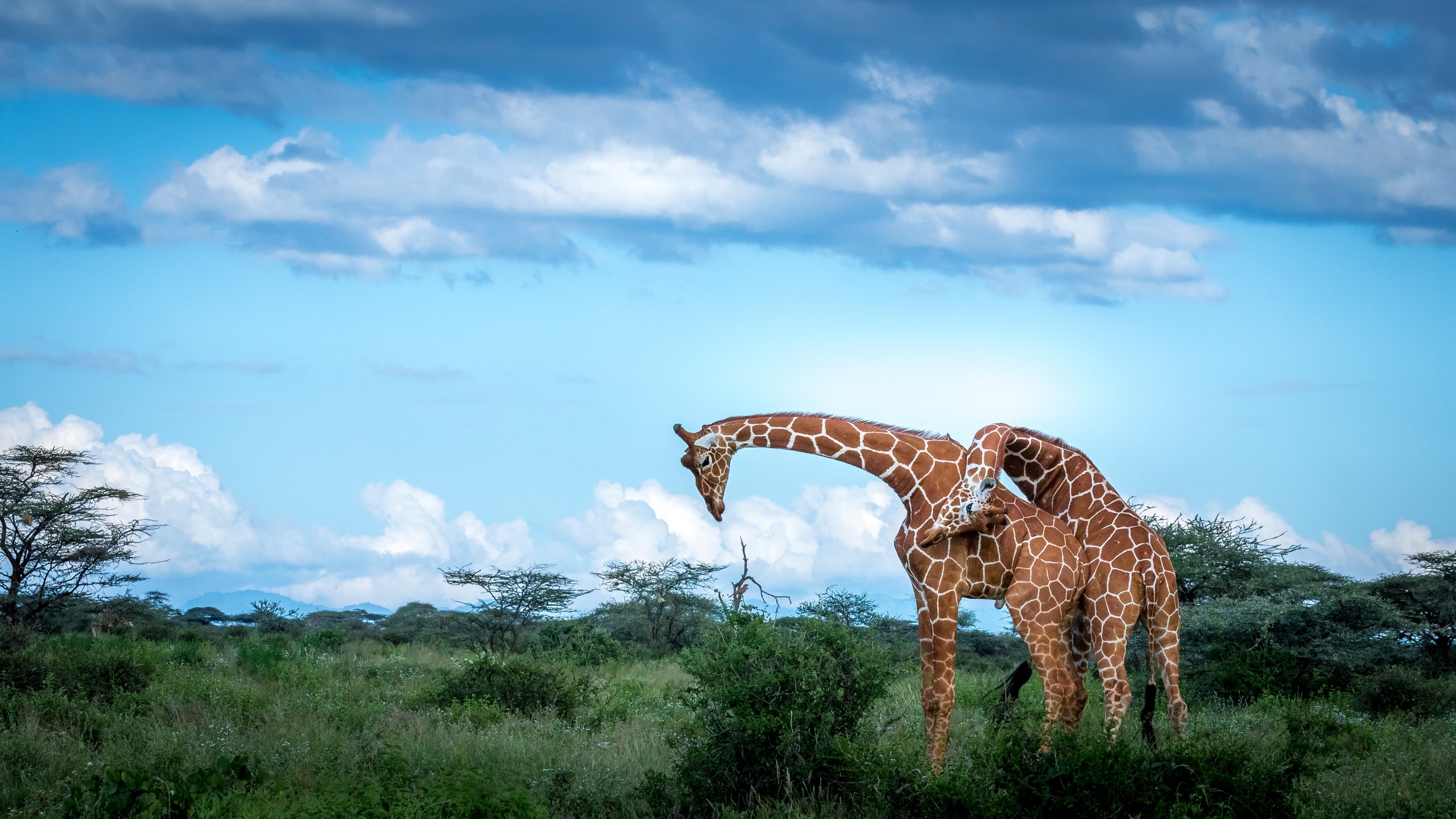 野生动物,长颈鹿,蓝天,草原