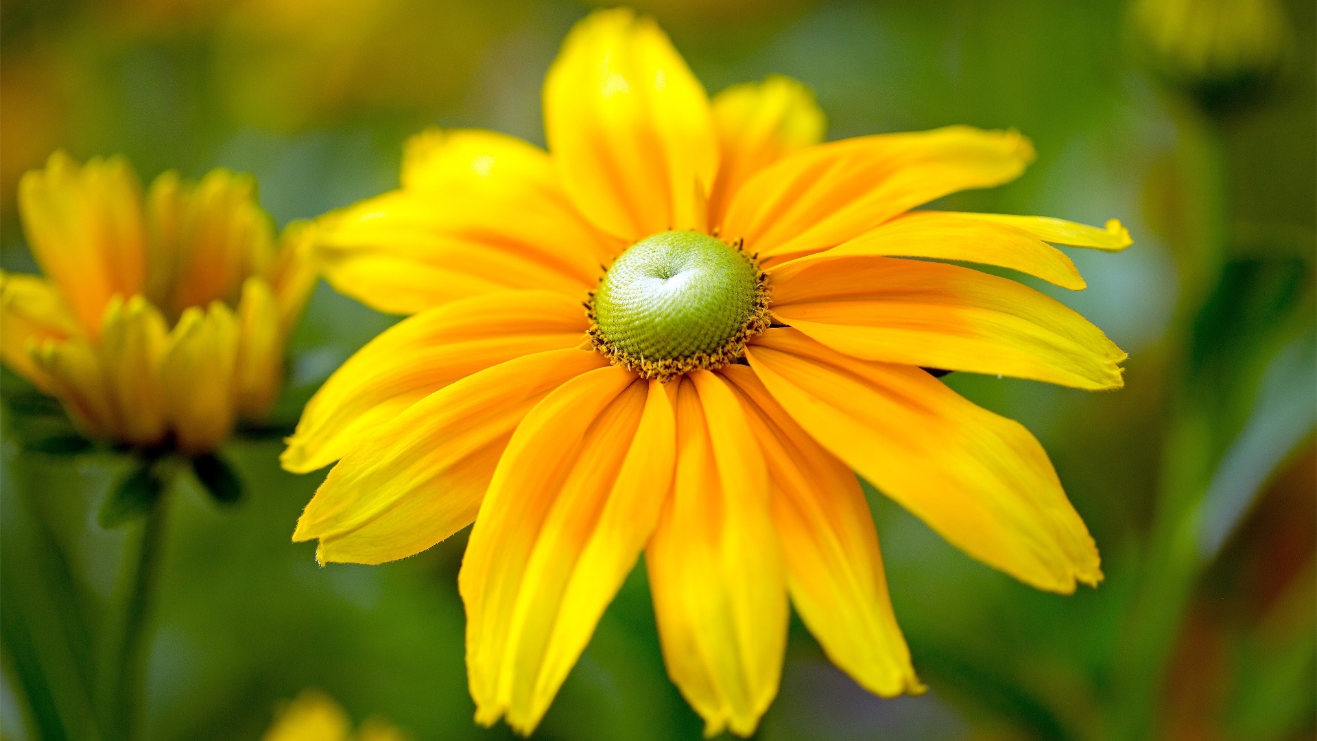 娇艳欲滴,野菊,木春菊