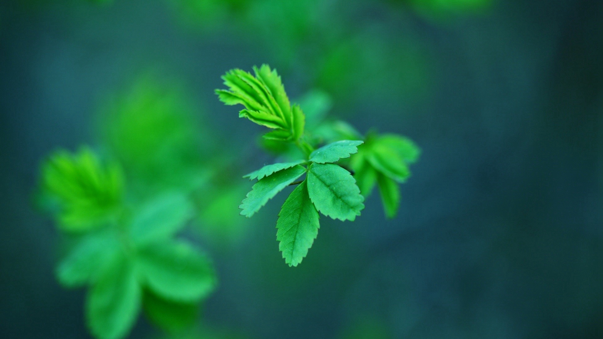 护眼壁纸,绿叶,树叶