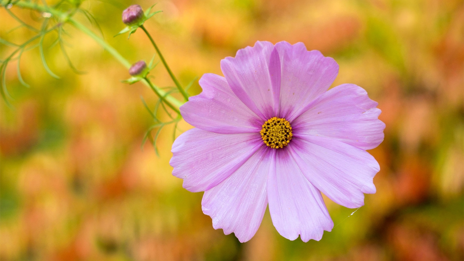 娇艳欲滴,菊花,花朵