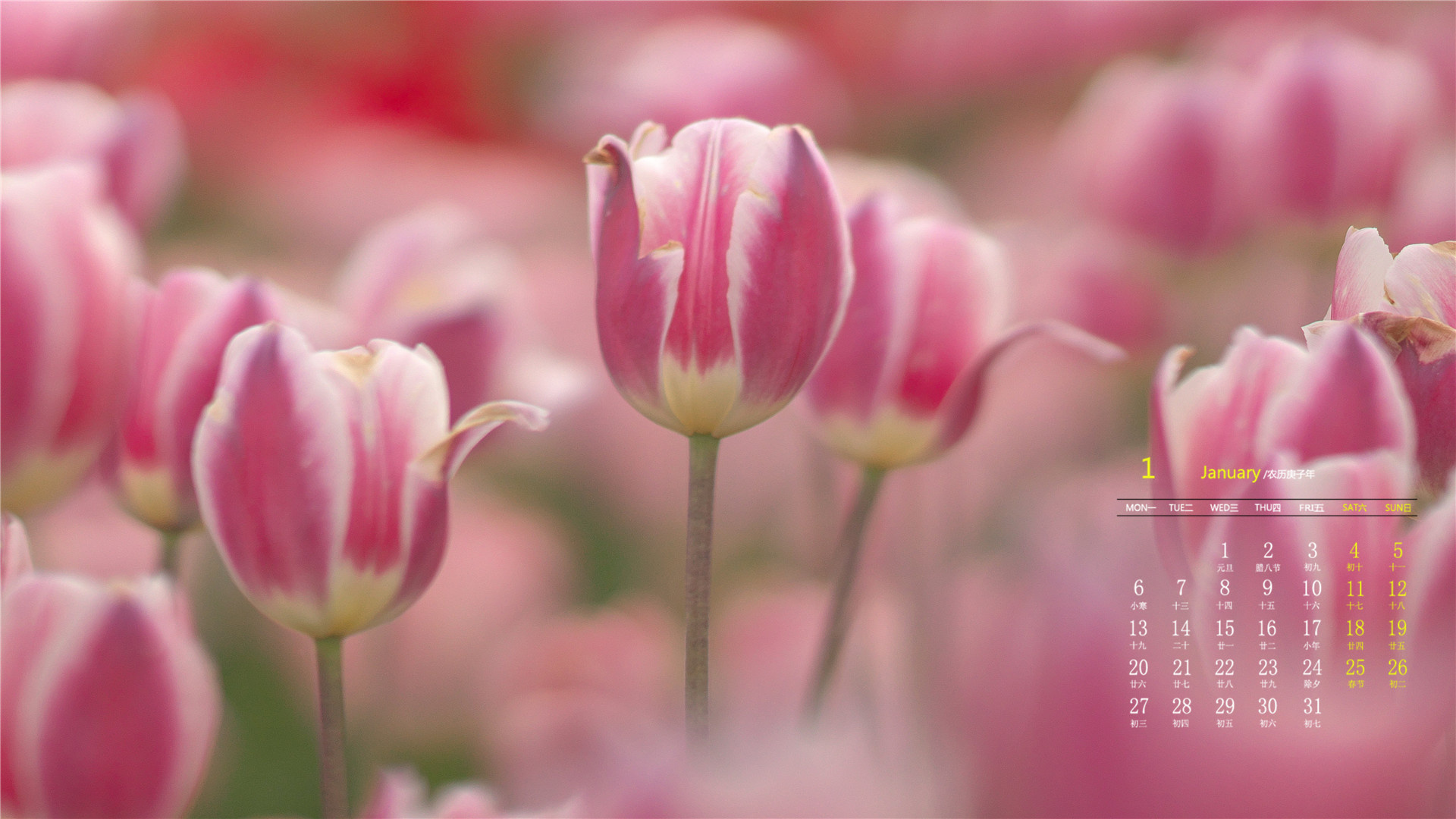 月历,日历,2020年1月