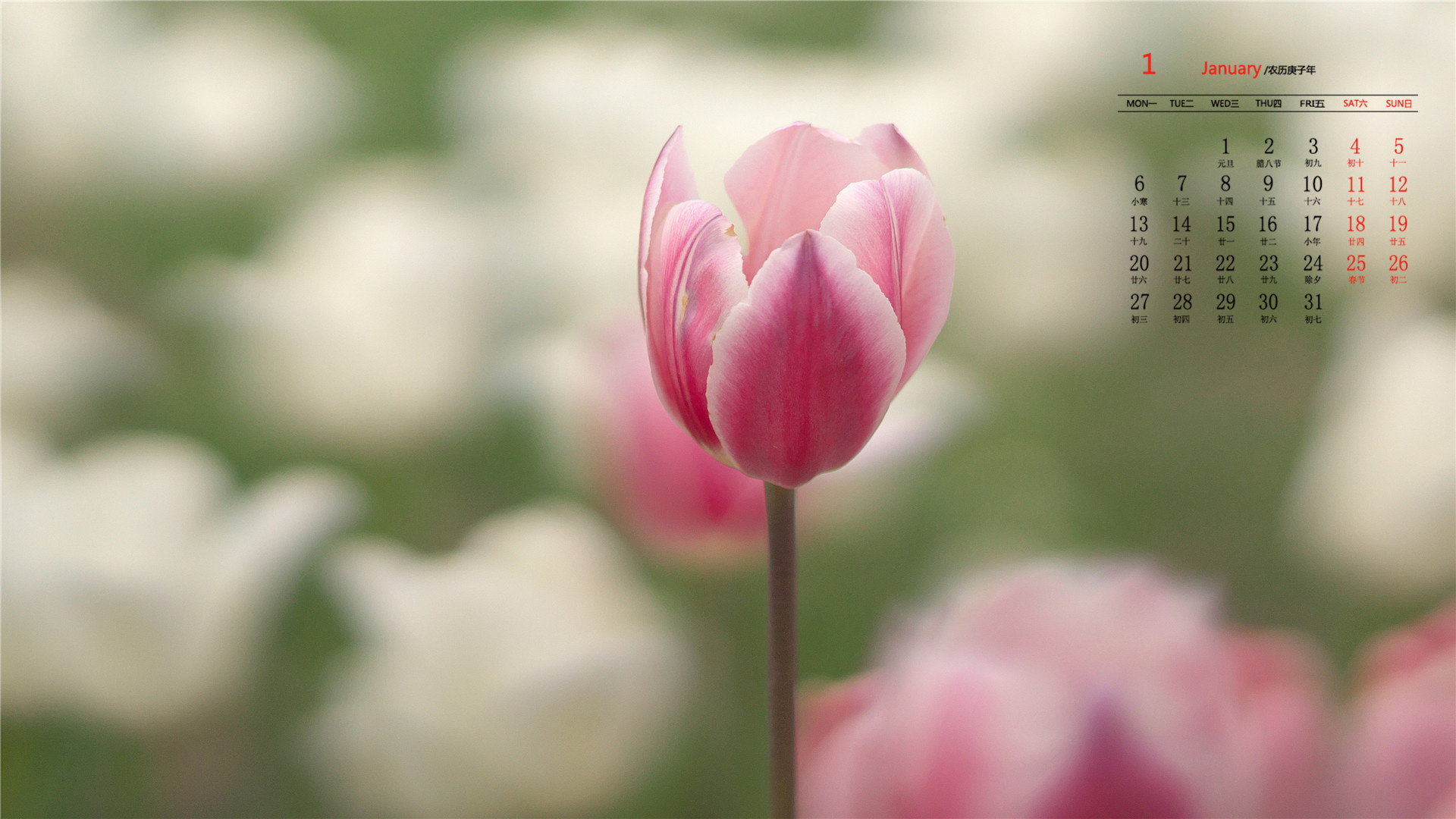 月历,日历,2020年1月