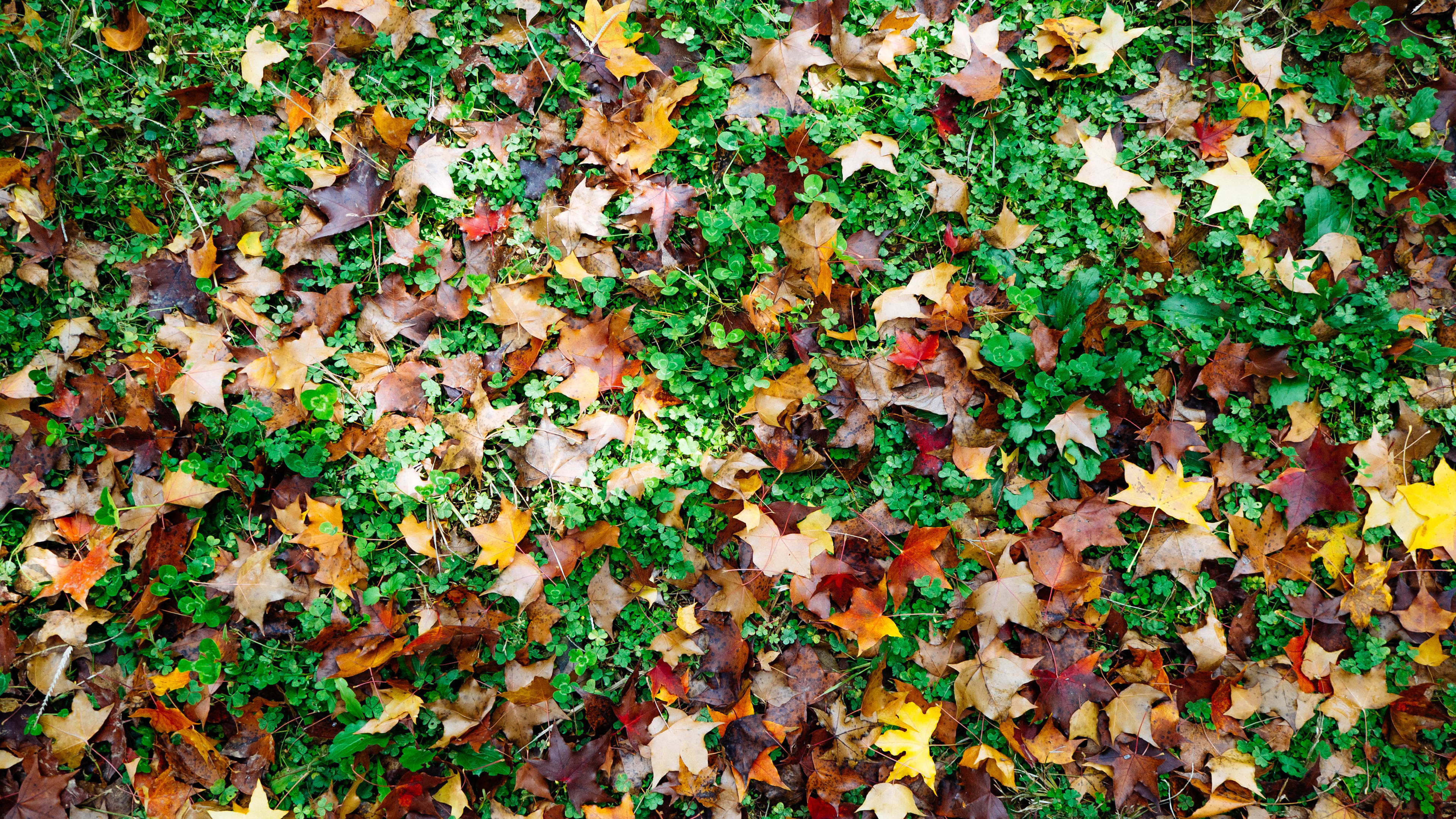 树叶,深秋,落叶