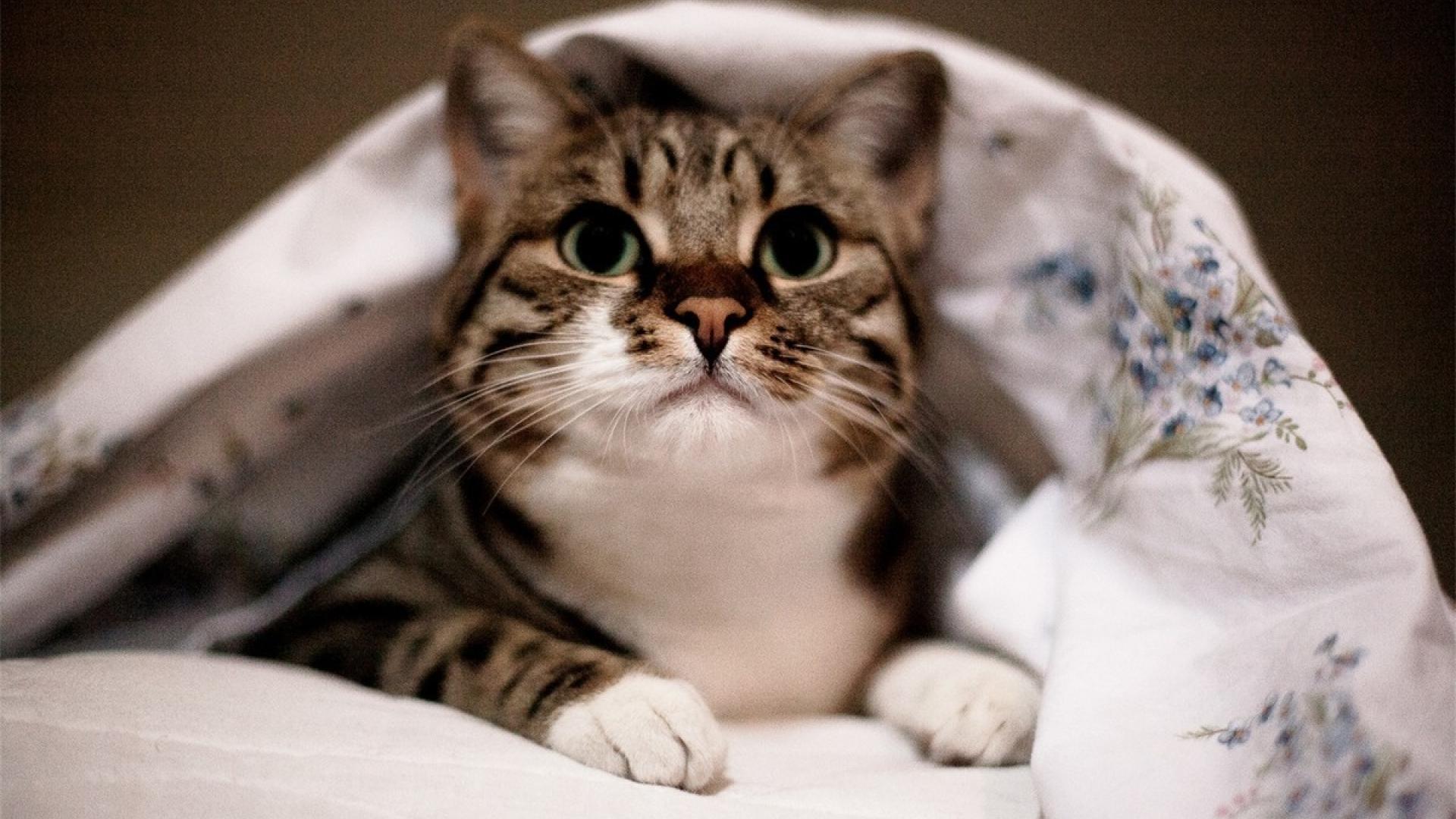 喵星人,奶猫,凝视,可爱