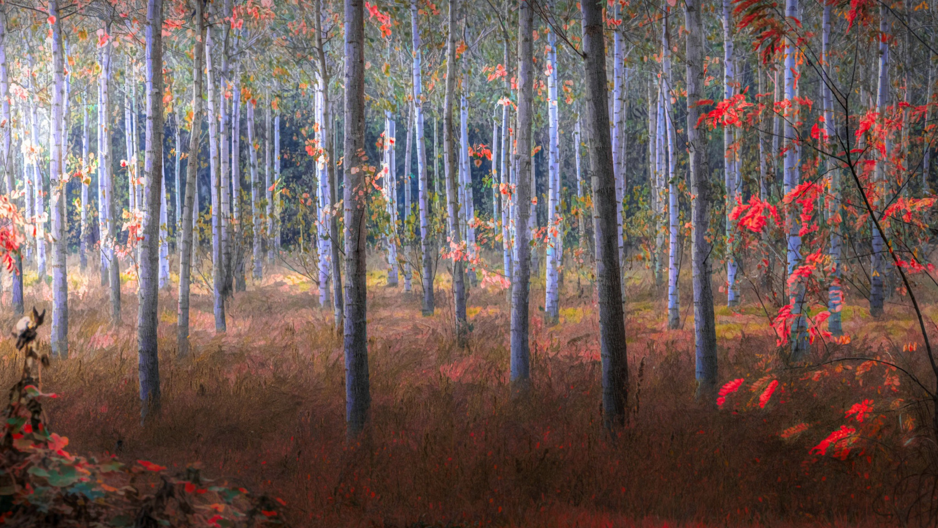 秋意正浓,树林,红叶