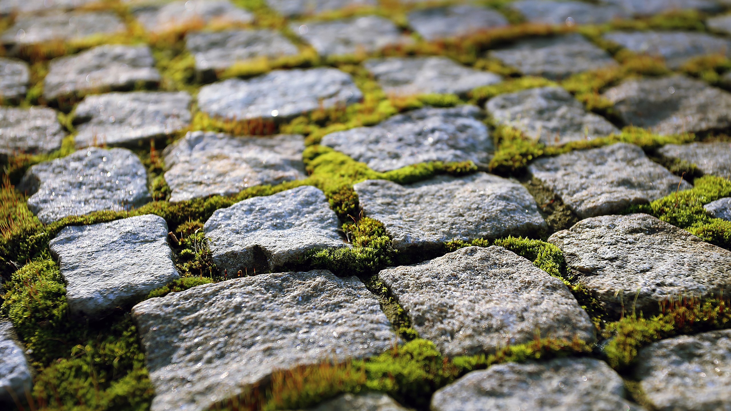 静物写真,石板路,青苔