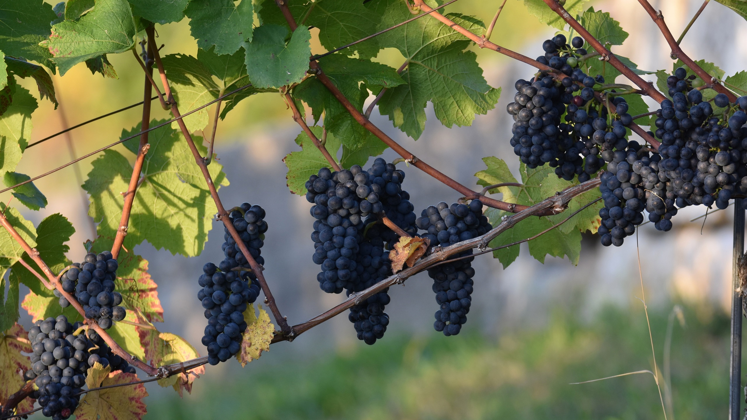 动感水果,葡萄,巨峰