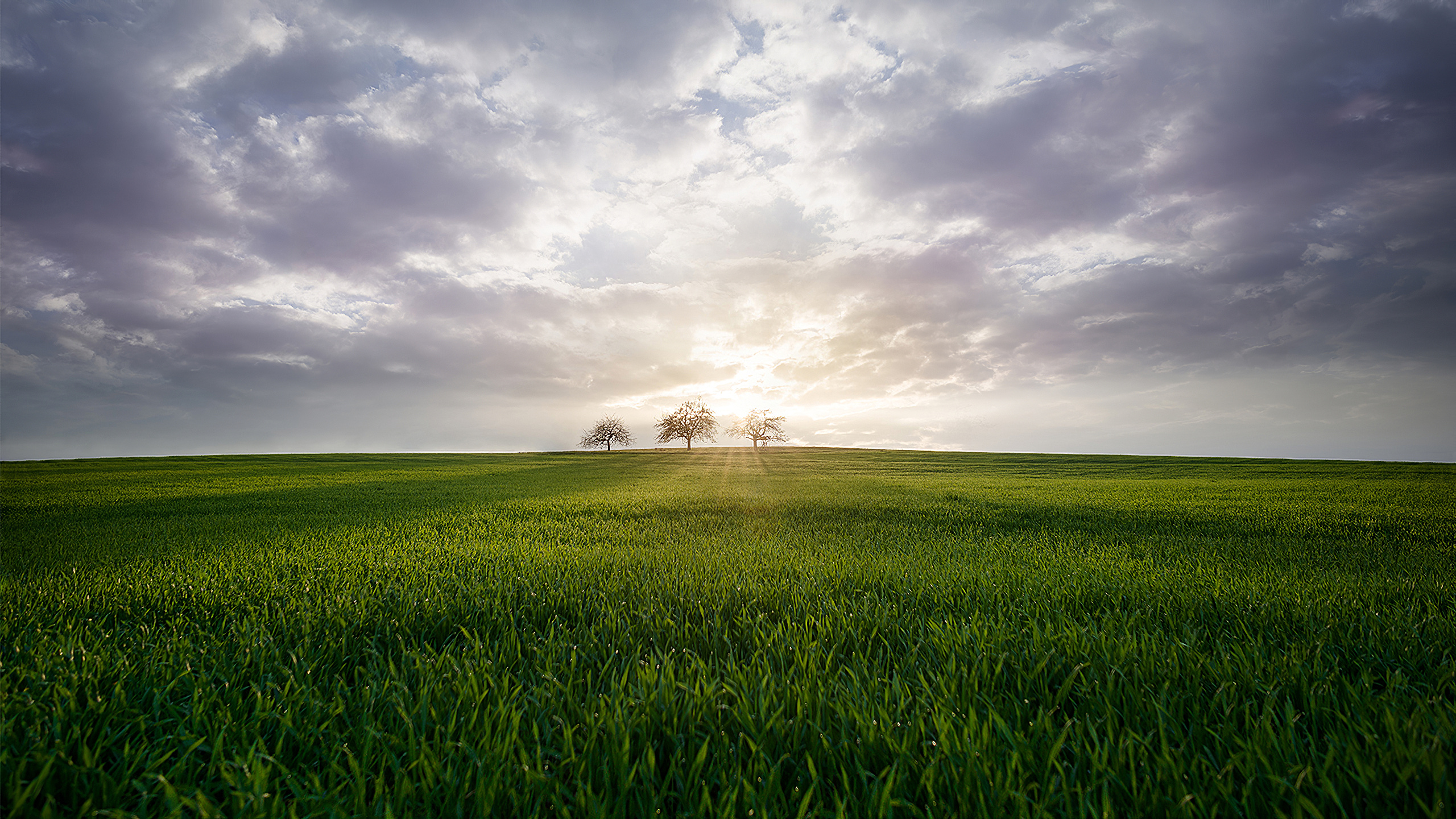 自然风光,草原,三棵树