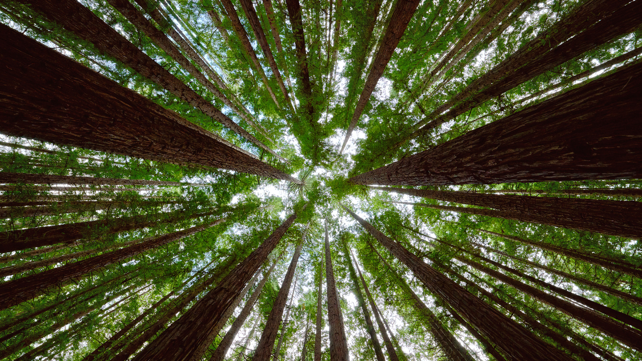 春意盎然,树林,仰望,阳光