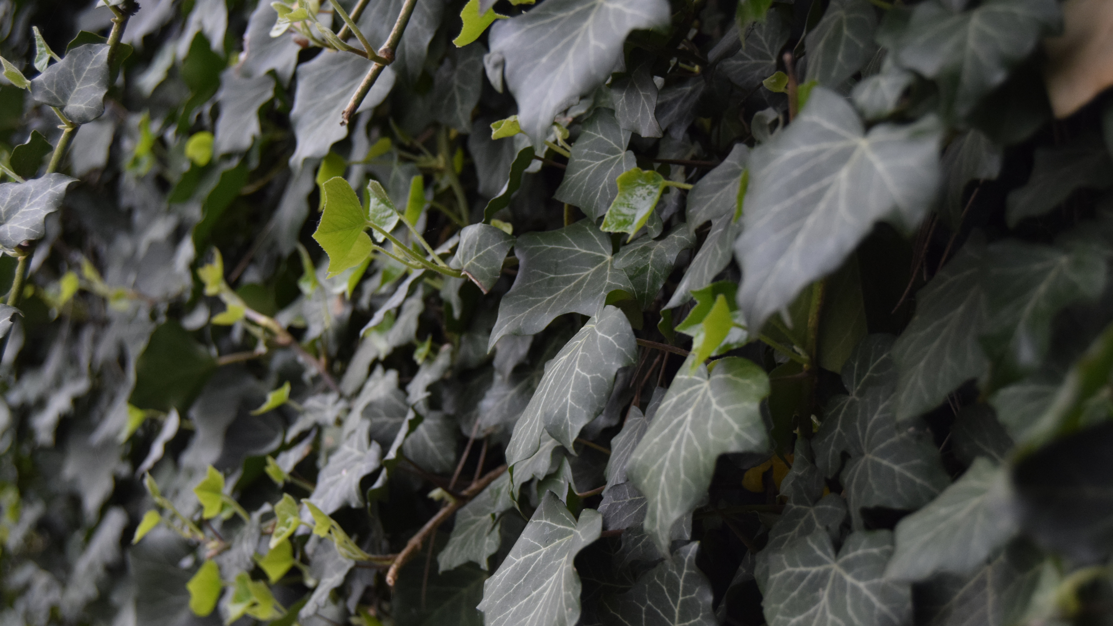 护眼壁纸,壁虎,藤蔓