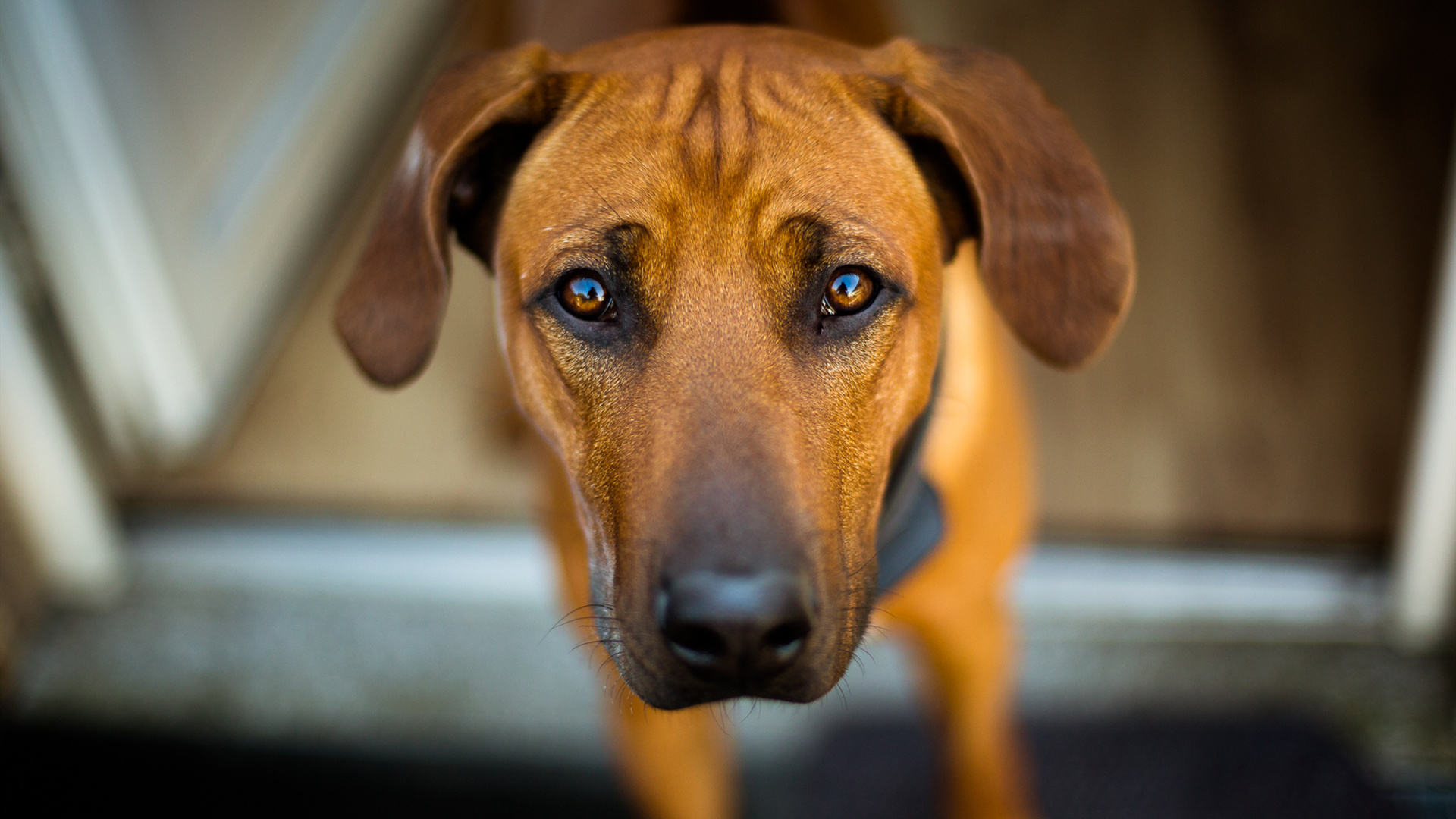汪星人,狗狗,凝视