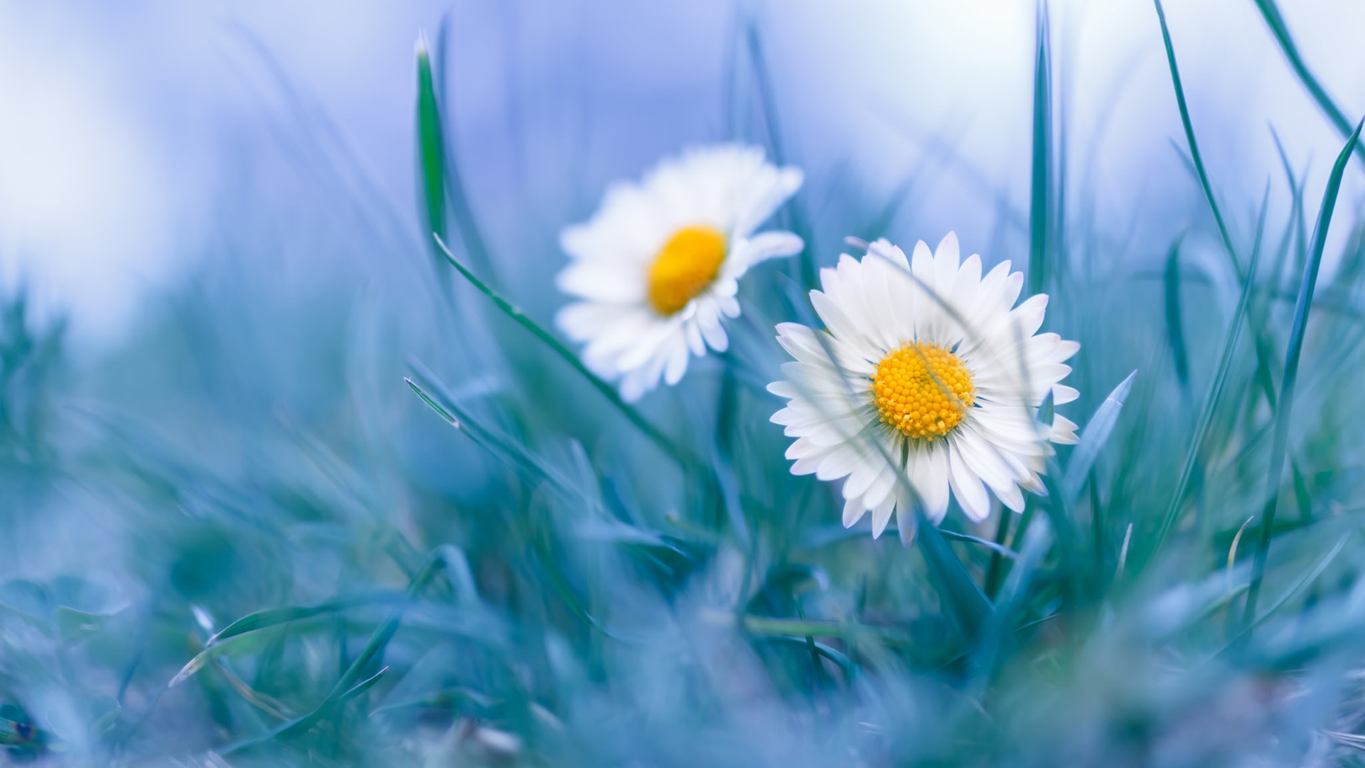 鸟语花香,小野菊,菊花
