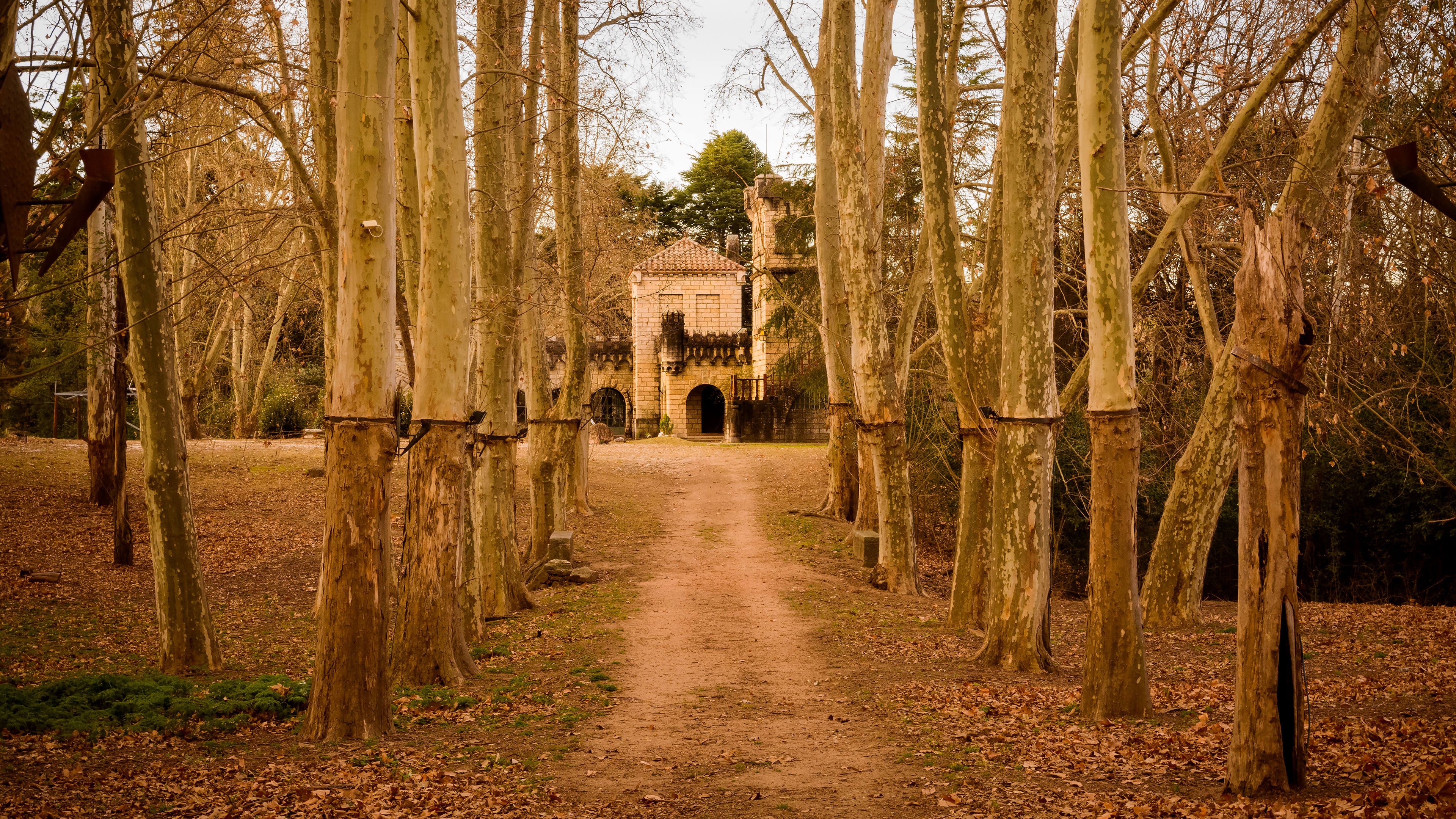 深秋,枯树,小径