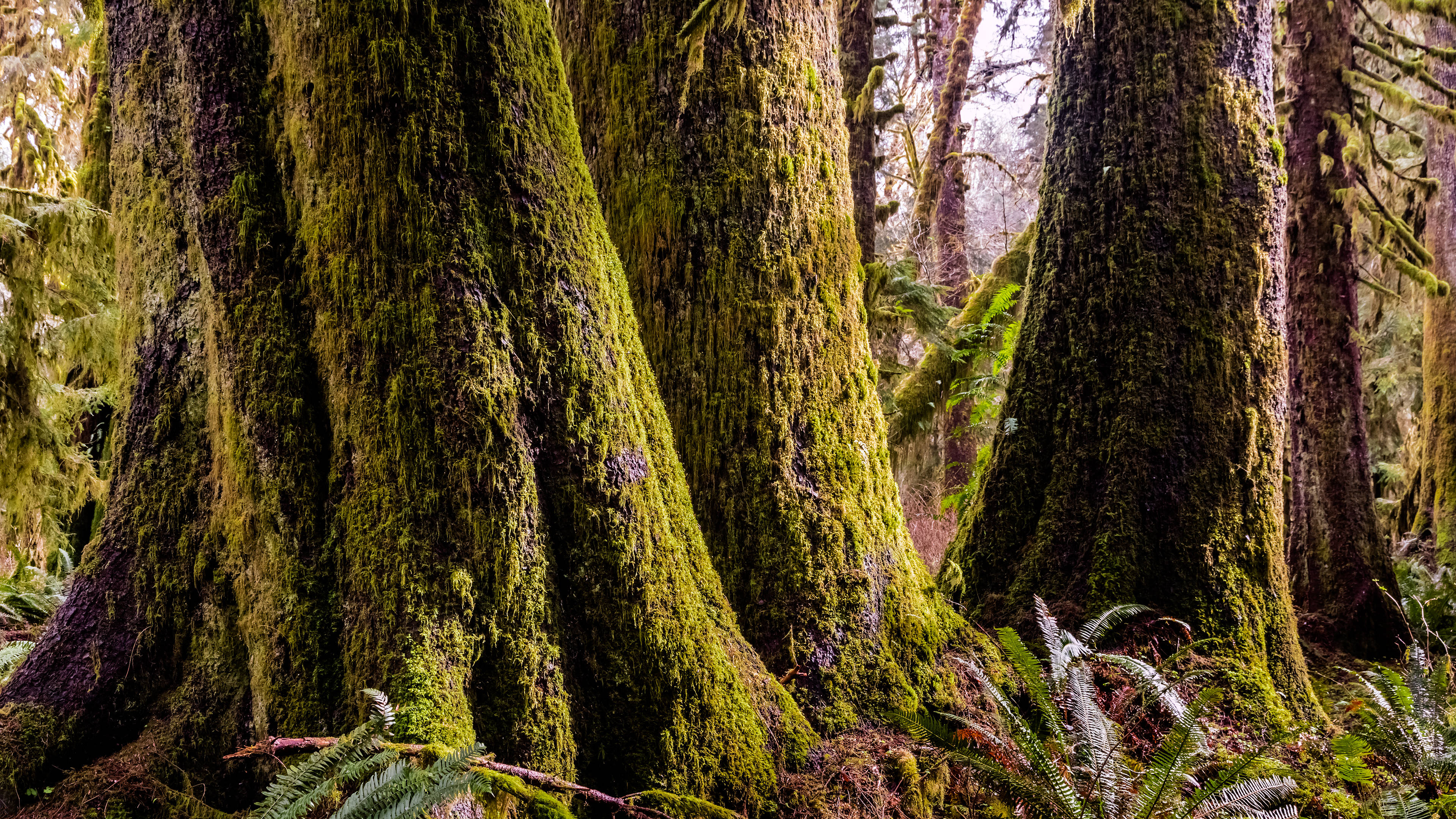 自然风光,森林,老树,青苔