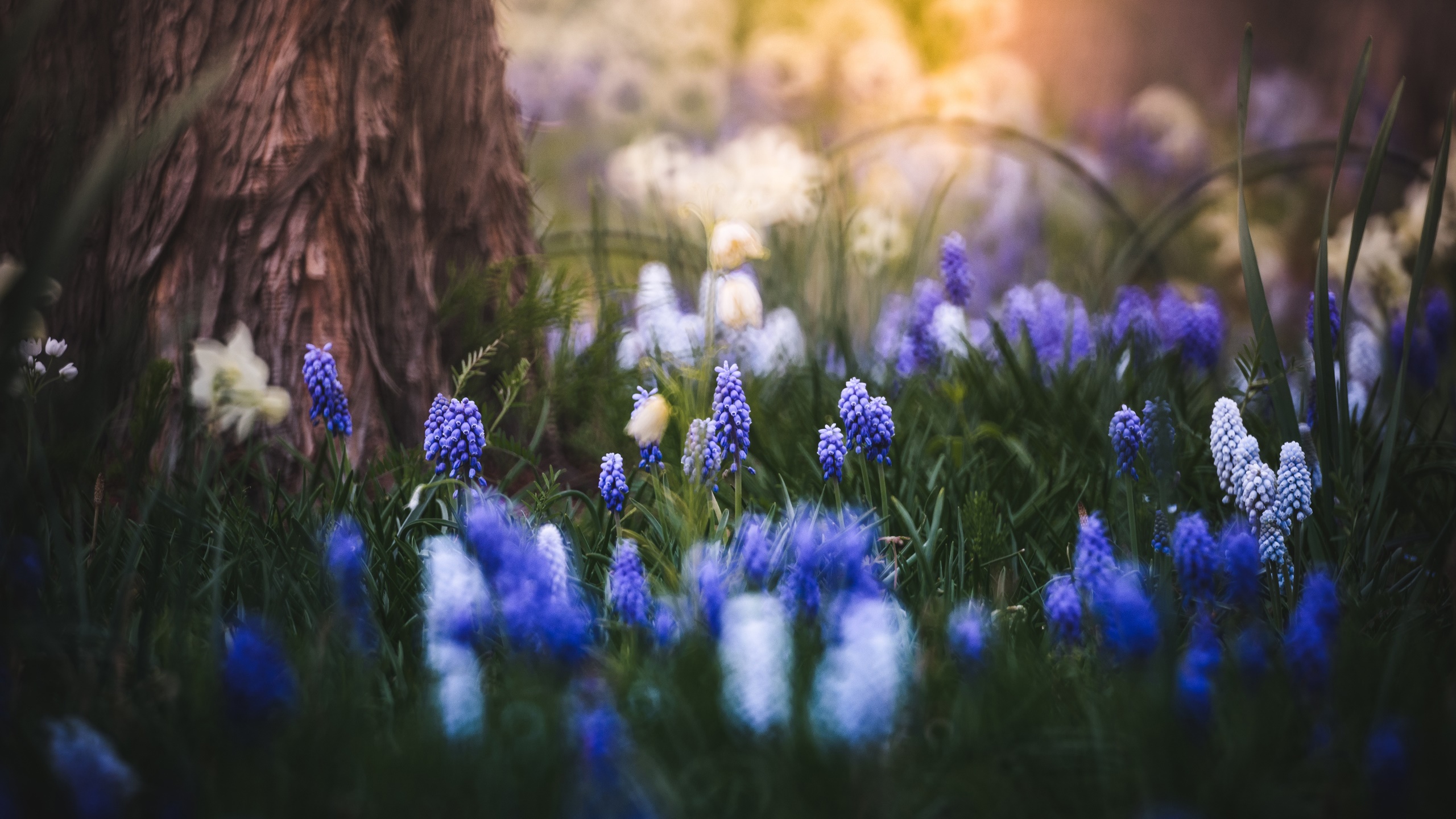 鸟语花香,薰衣草