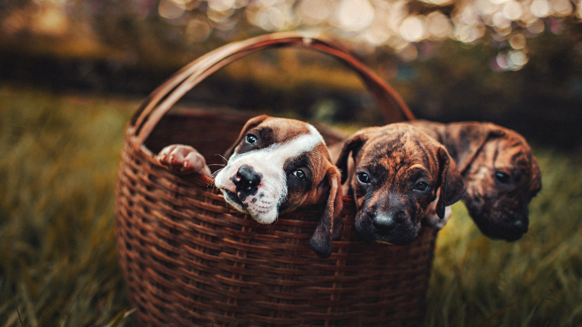 汪星人,狗宝宝,篮子