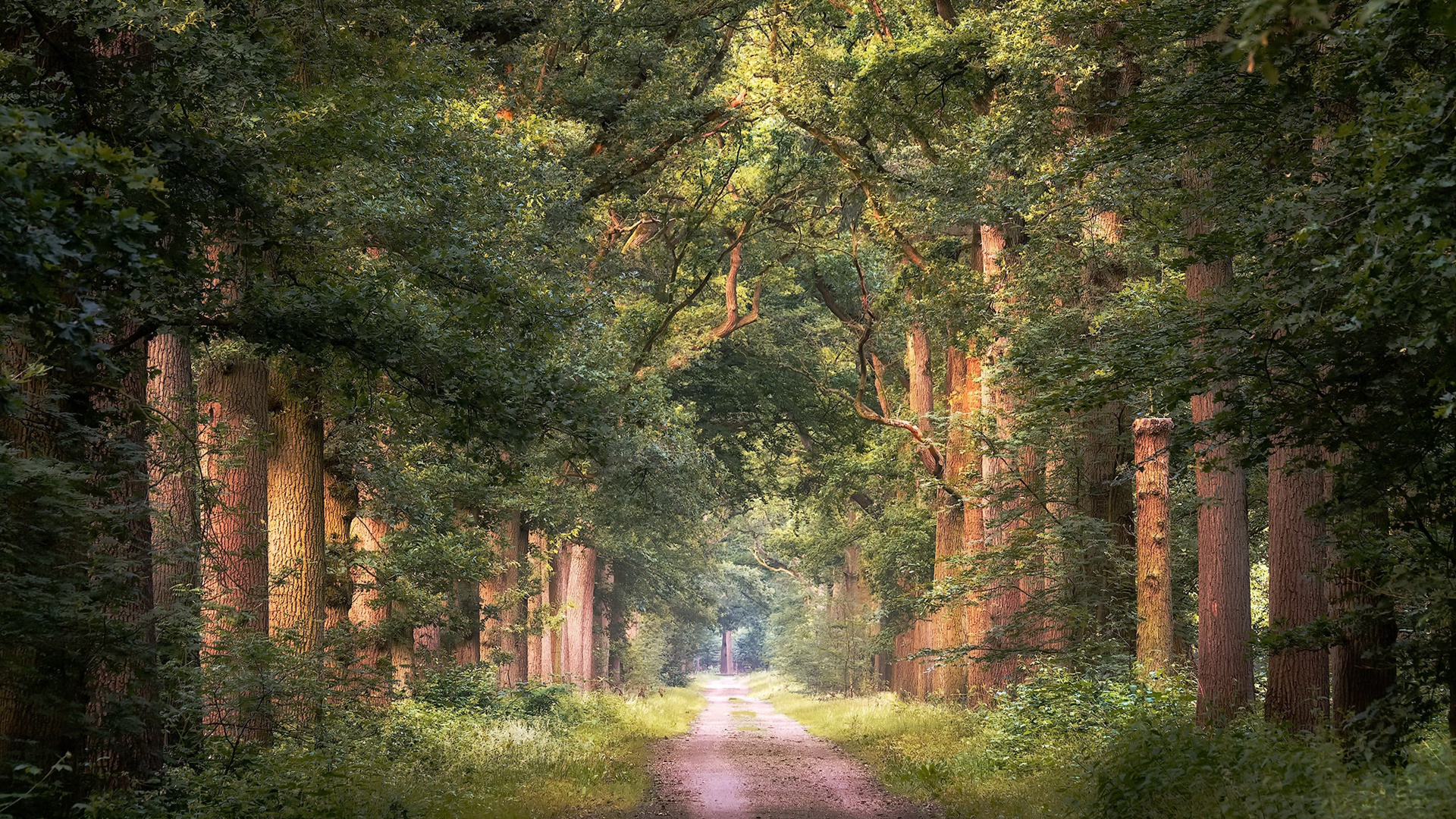 自然风光,树林,公路