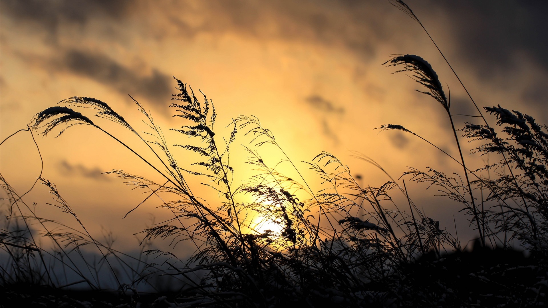 落日余晖,芦苇,光影