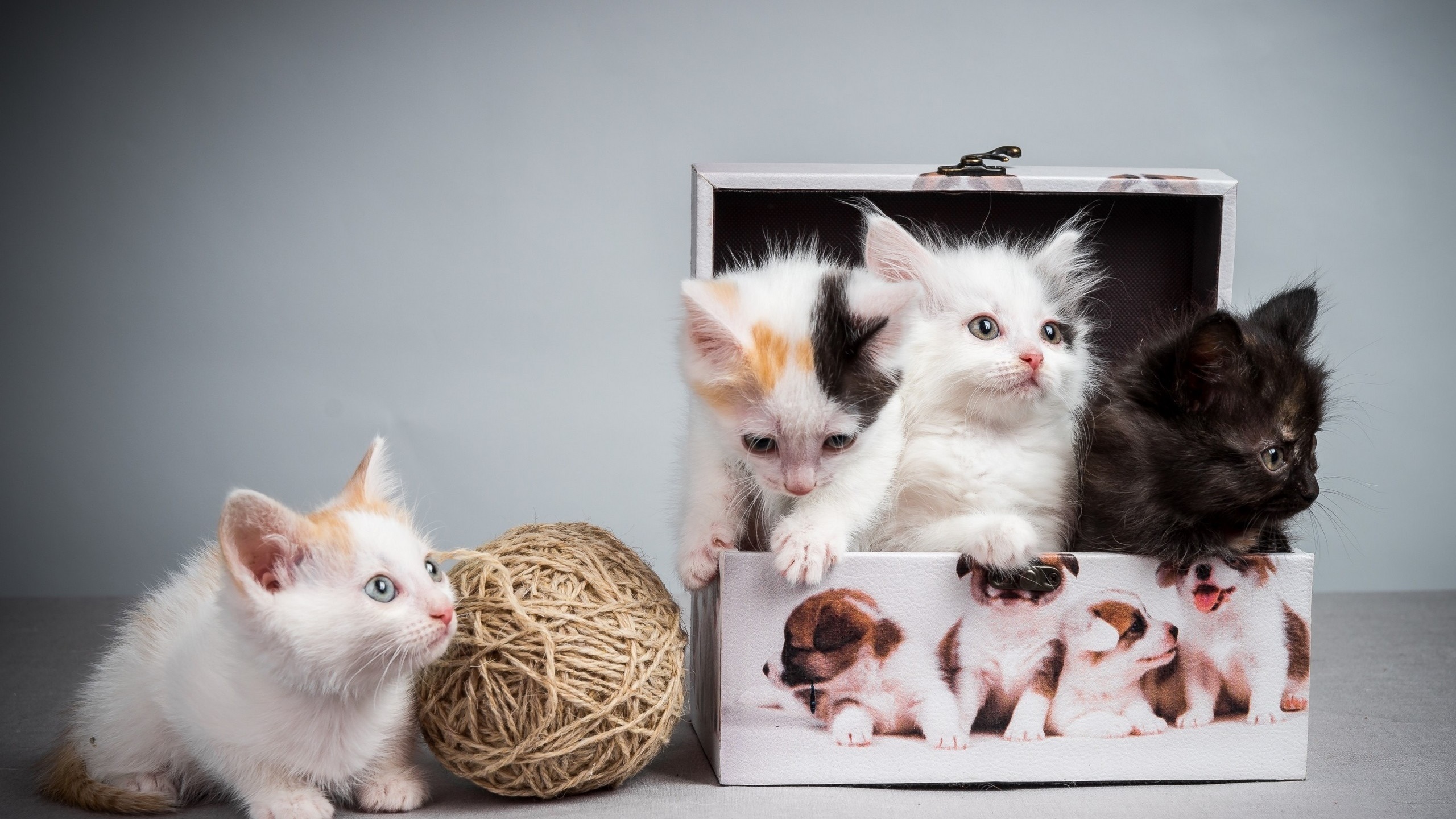 猫星人,奶猫,礼物