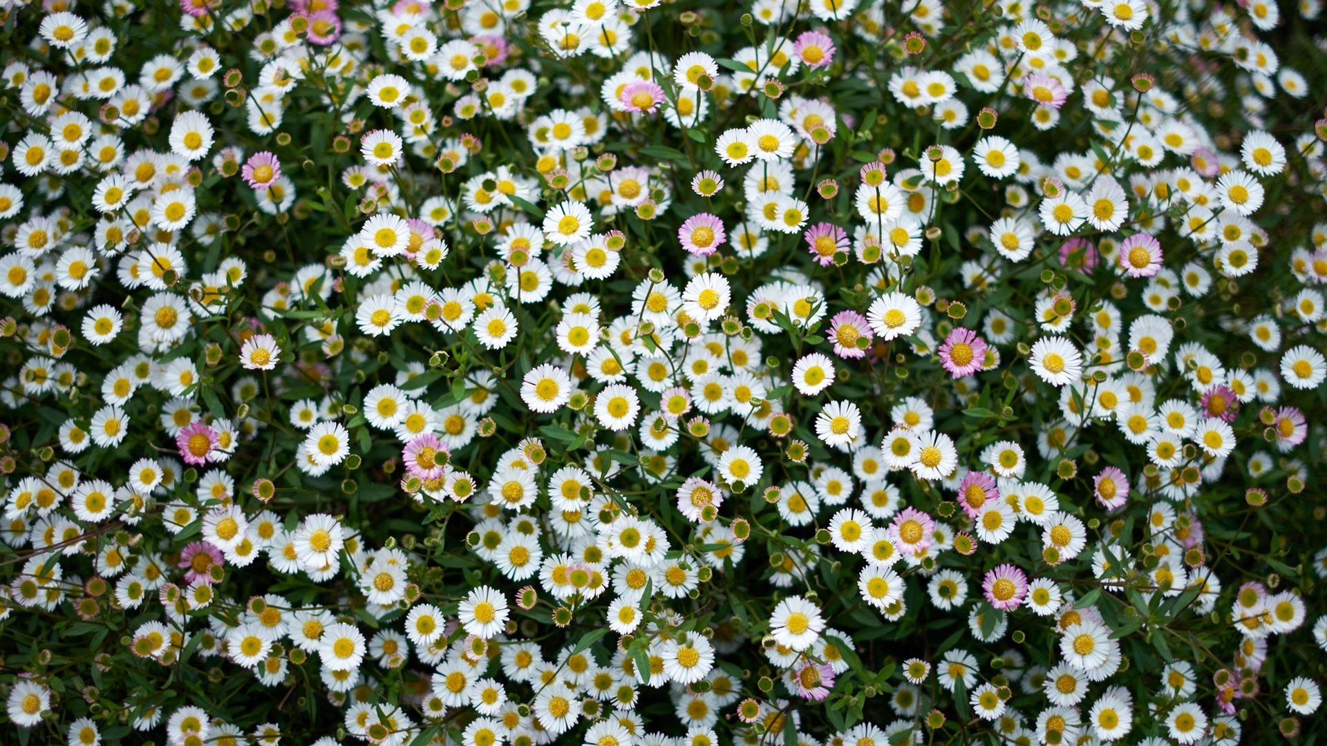 娇艳欲滴,小碎花,花海