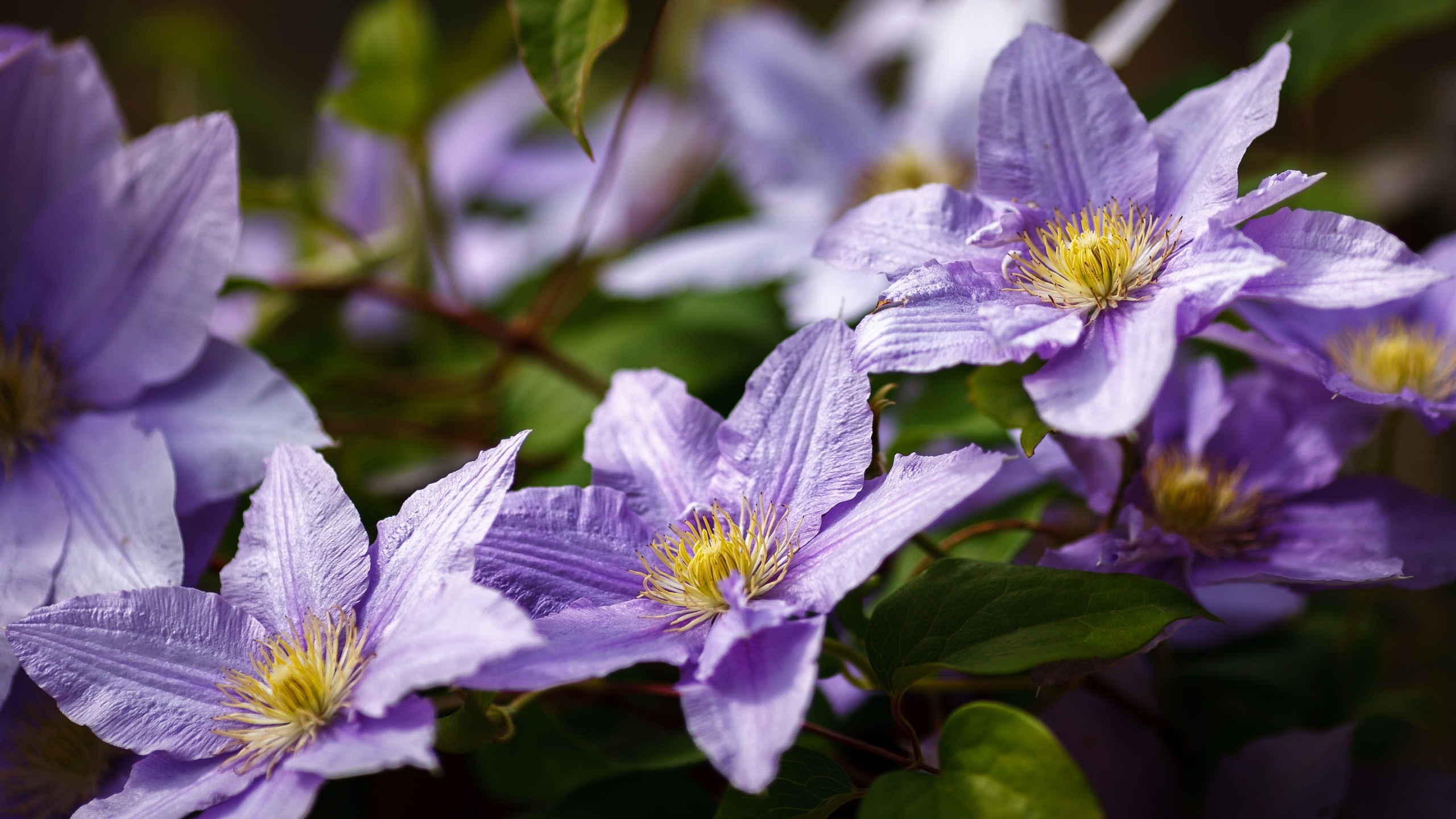 娇艳欲滴,紫色花