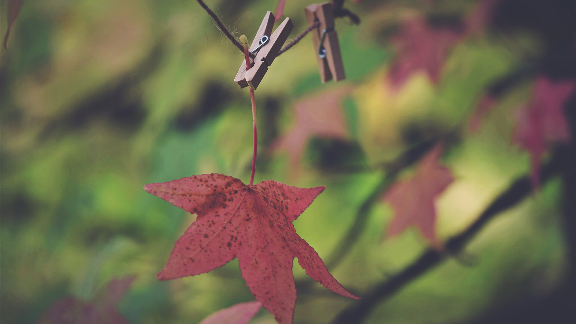 静物写真,枫叶,红叶,落叶