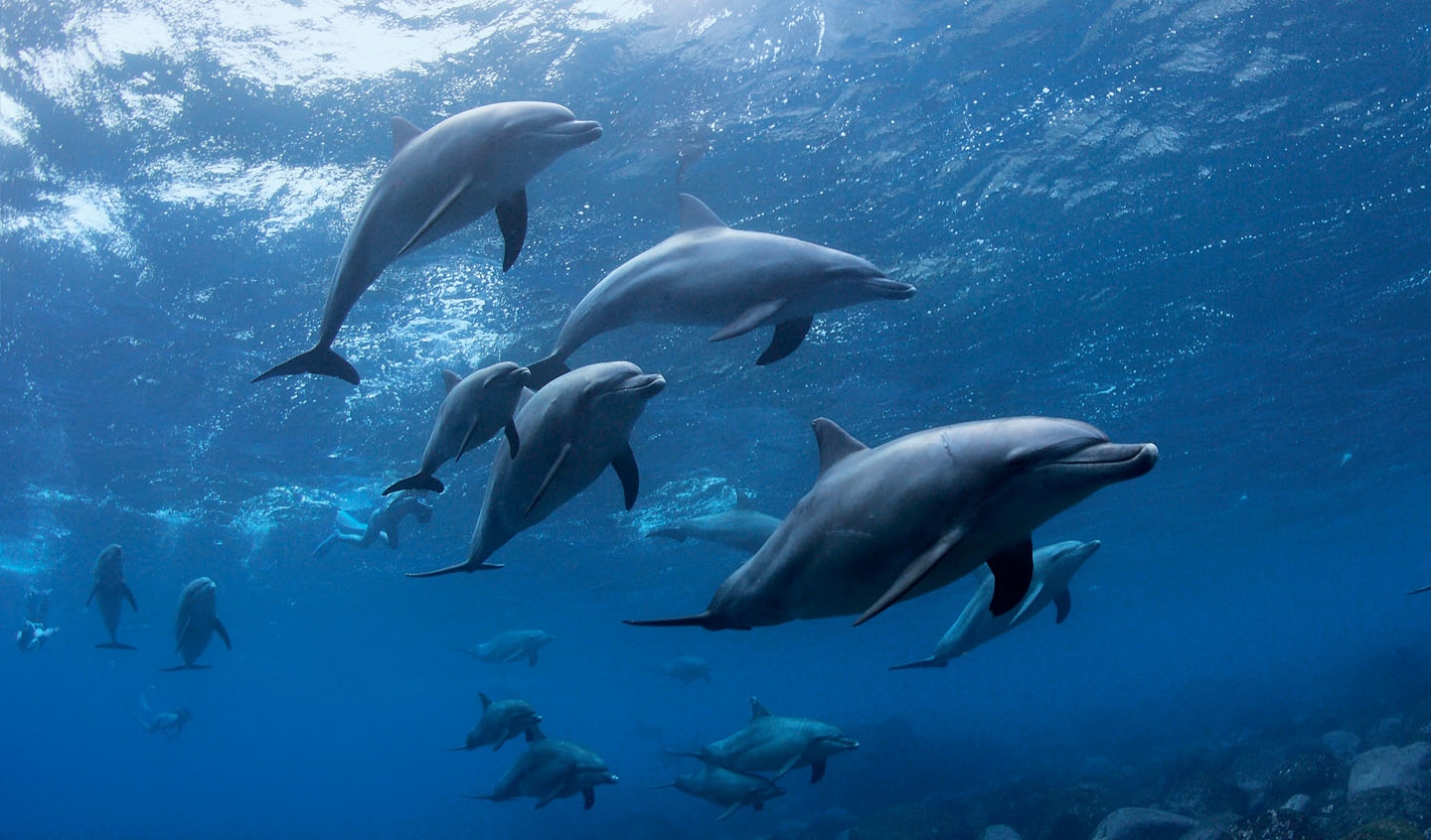 风景,海洋天堂,动物