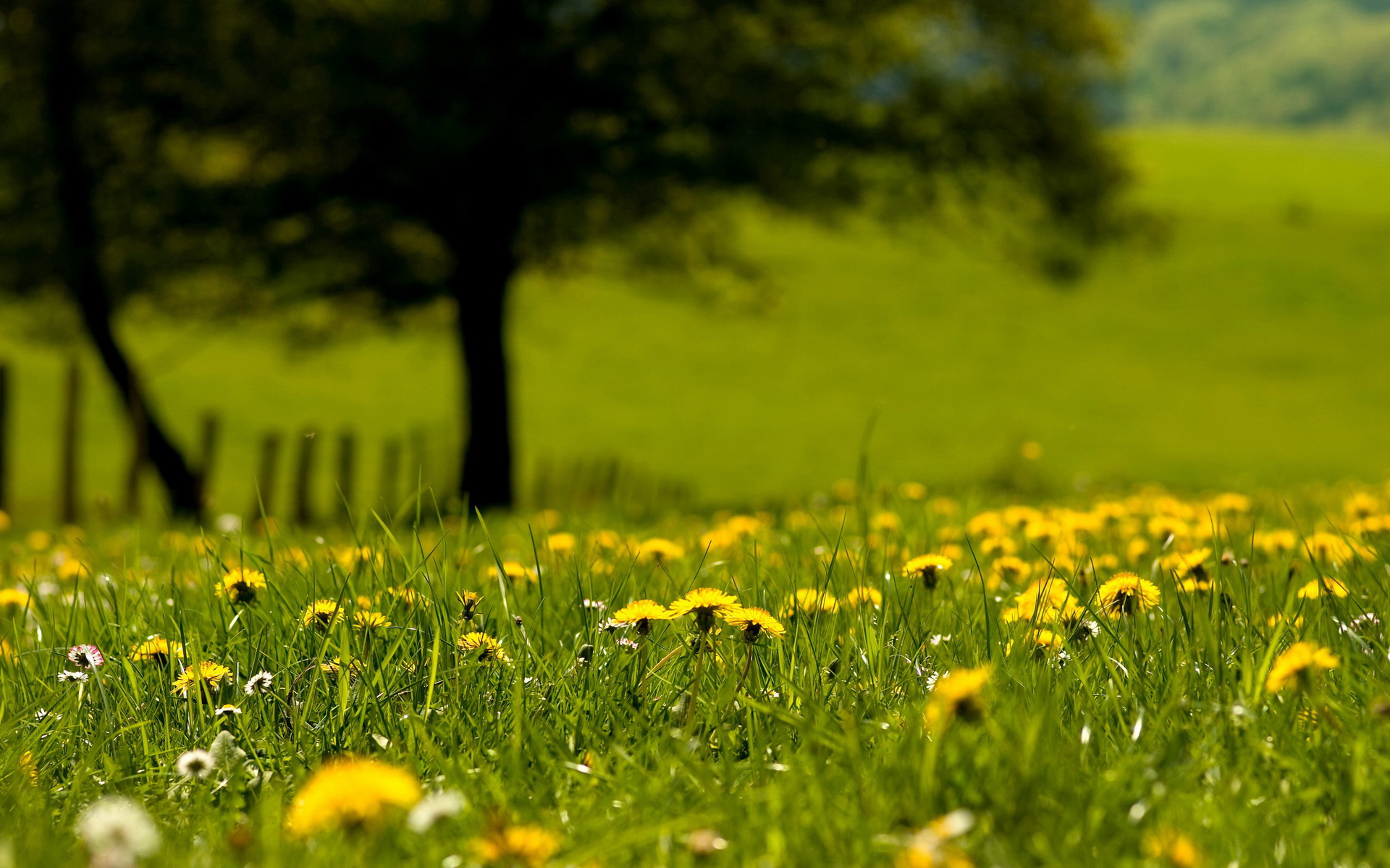 小清新,静物写真,植物,花卉,鸟语花香,儿童桌面专用