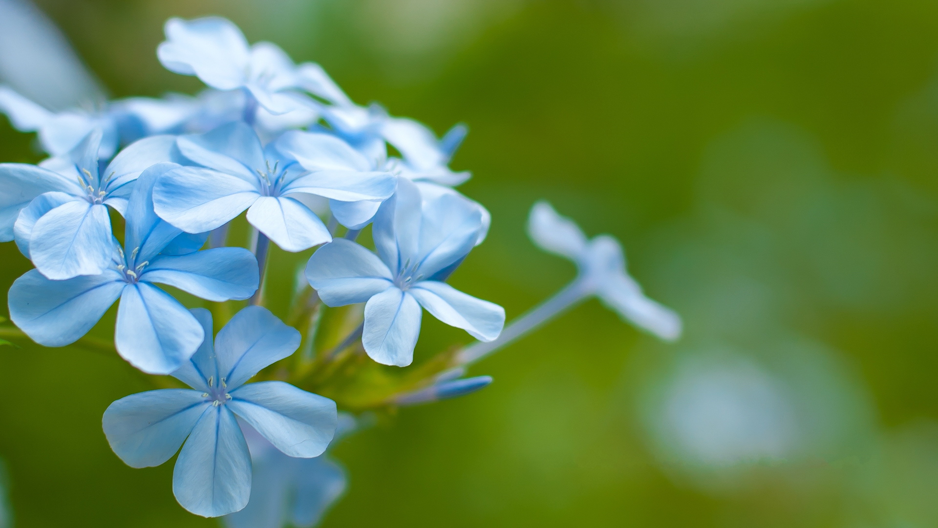 小清新,植物,花卉,护眼壁纸,儿童桌面专用