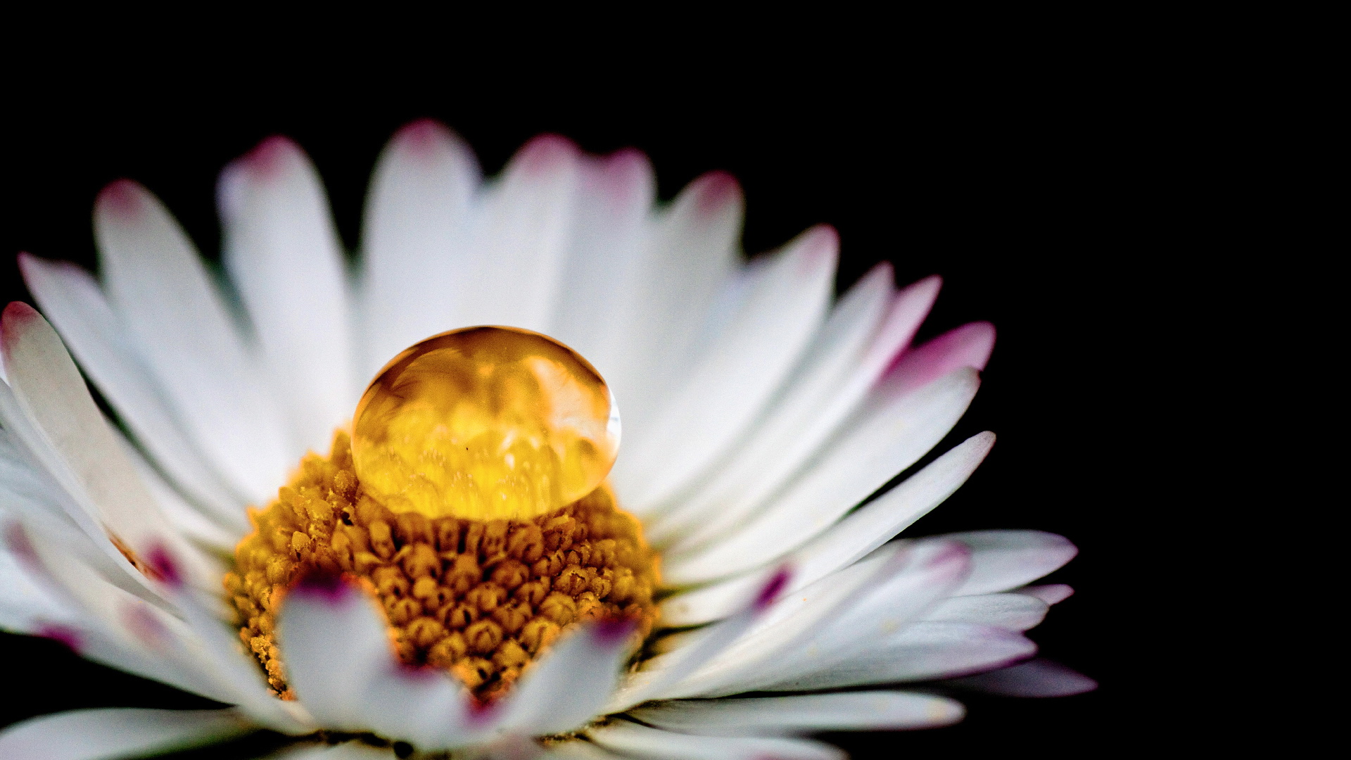 小清新,植物,花卉,鸟语花香,儿童桌面专用