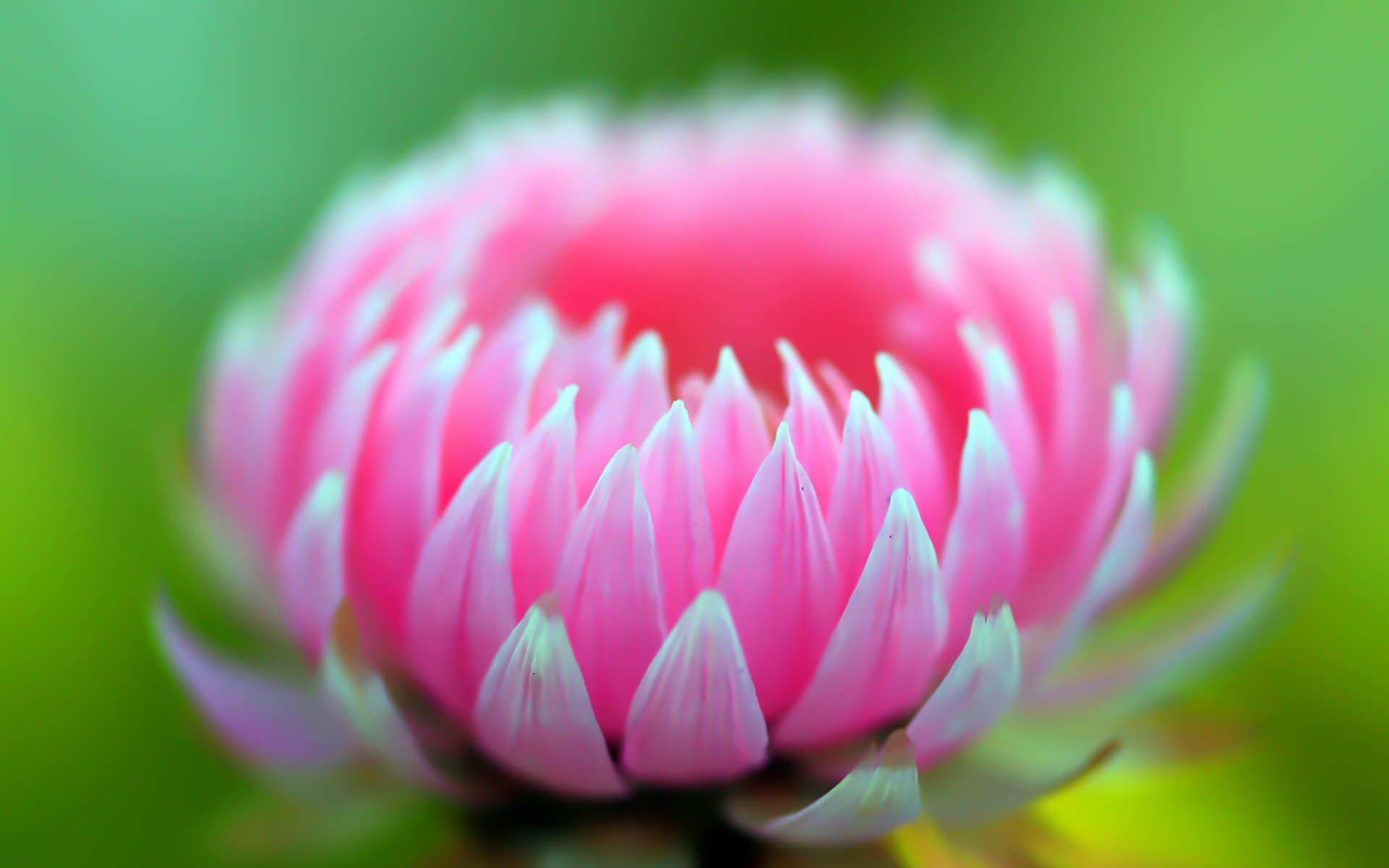 小清新,植物,花卉,鸟语花香,儿童桌面专用