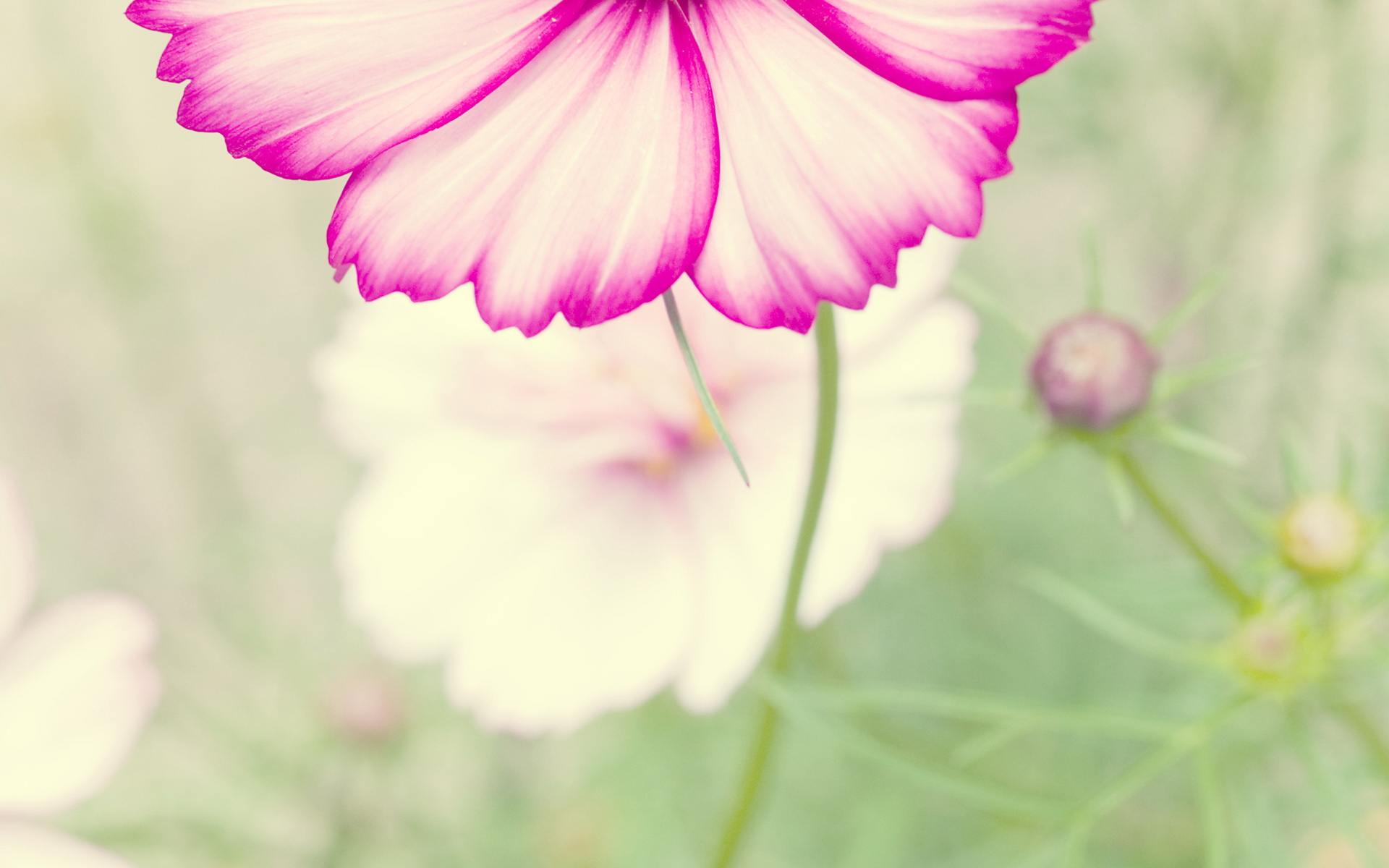 小清新,植物,花卉,鸟语花香,儿童桌面专用