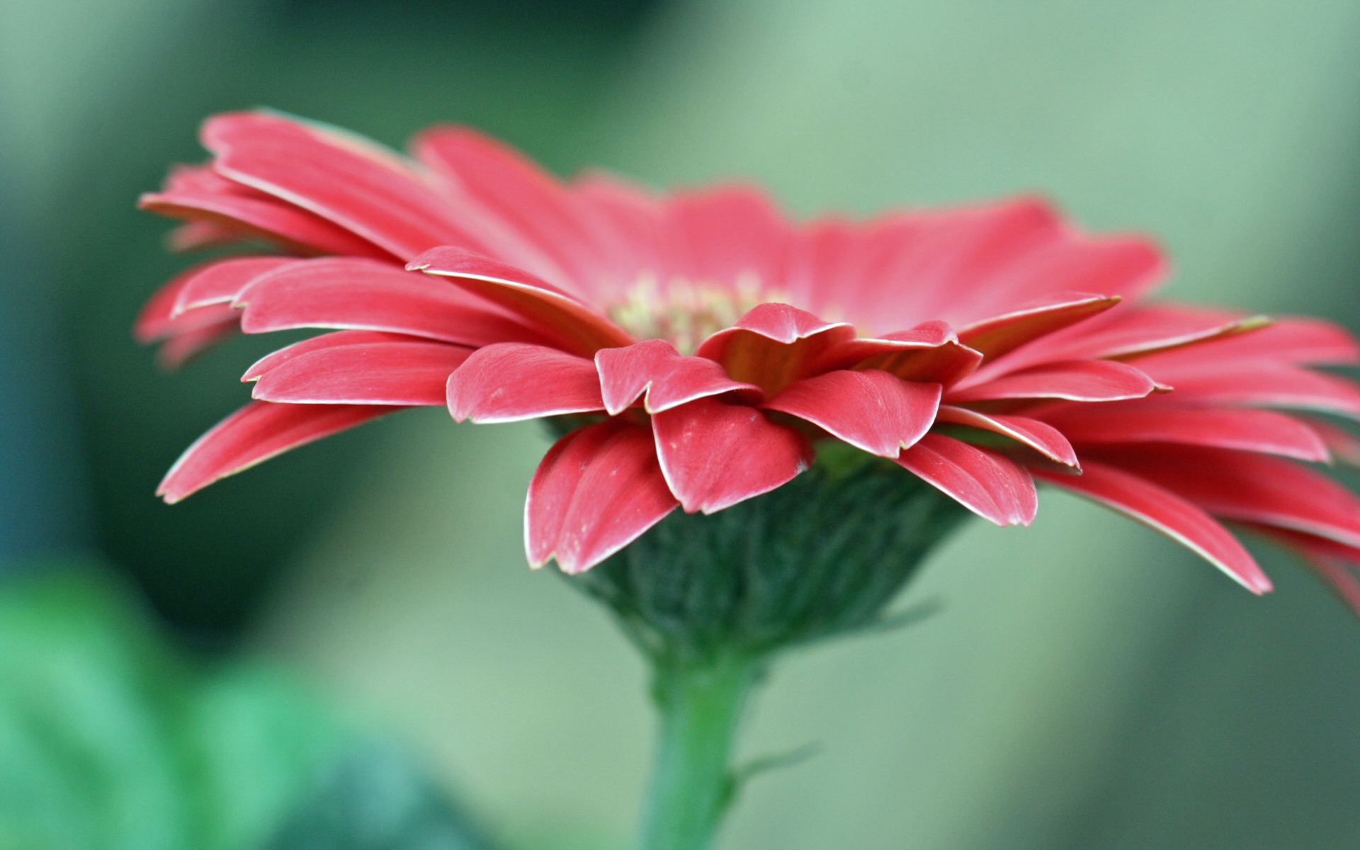 小清新,植物,花卉,鸟语花香