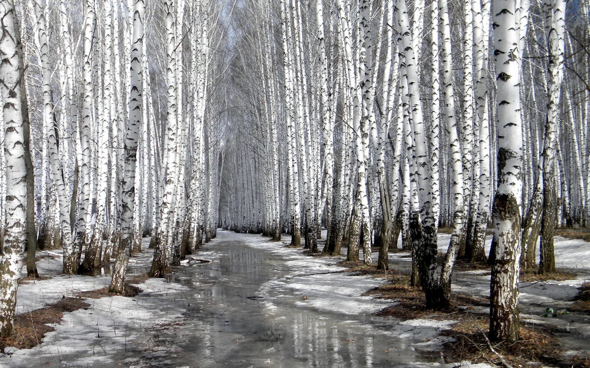 风景,银装素裹,冰天雪地,儿童桌面专用