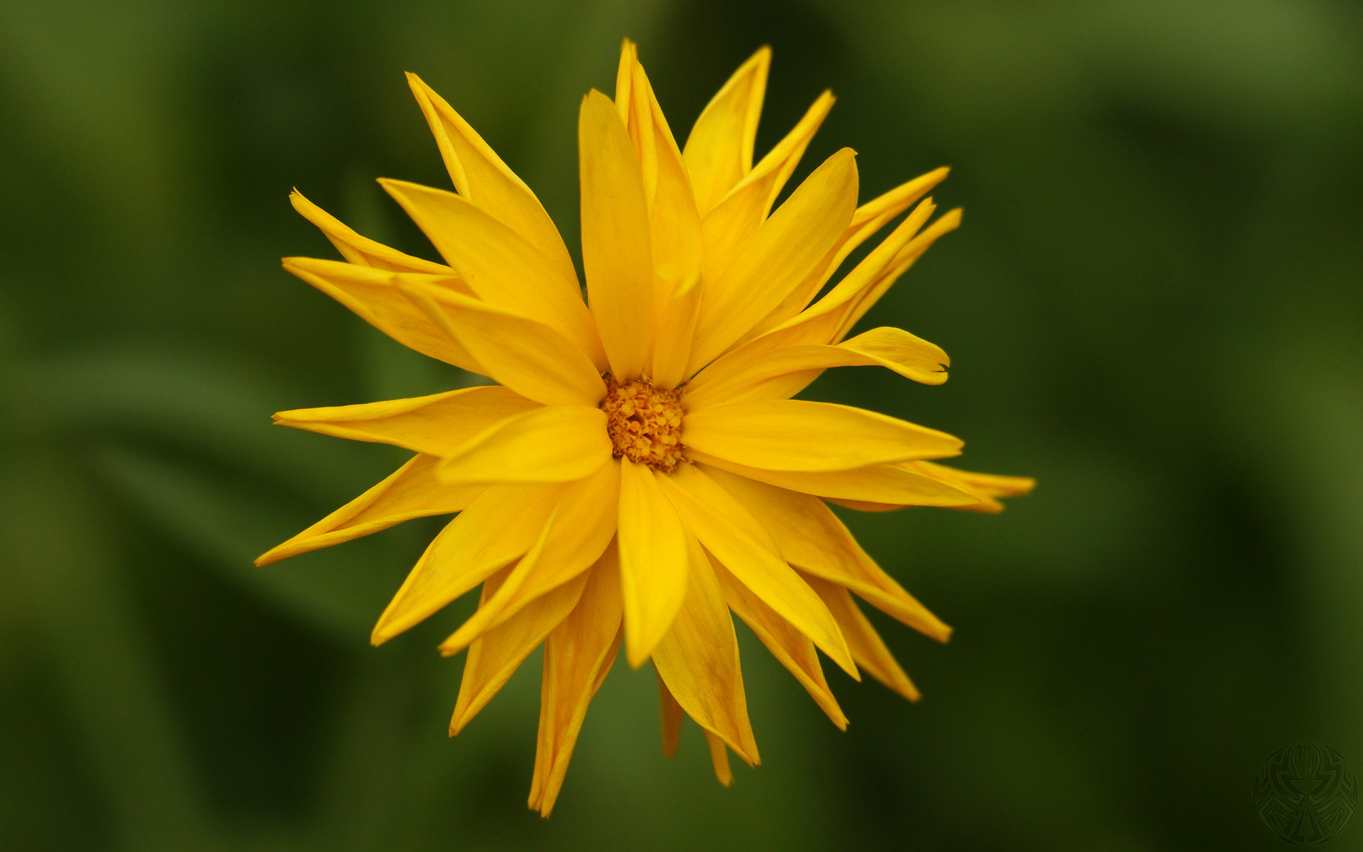 小清新,植物,花卉,护眼壁纸,儿童桌面专用
