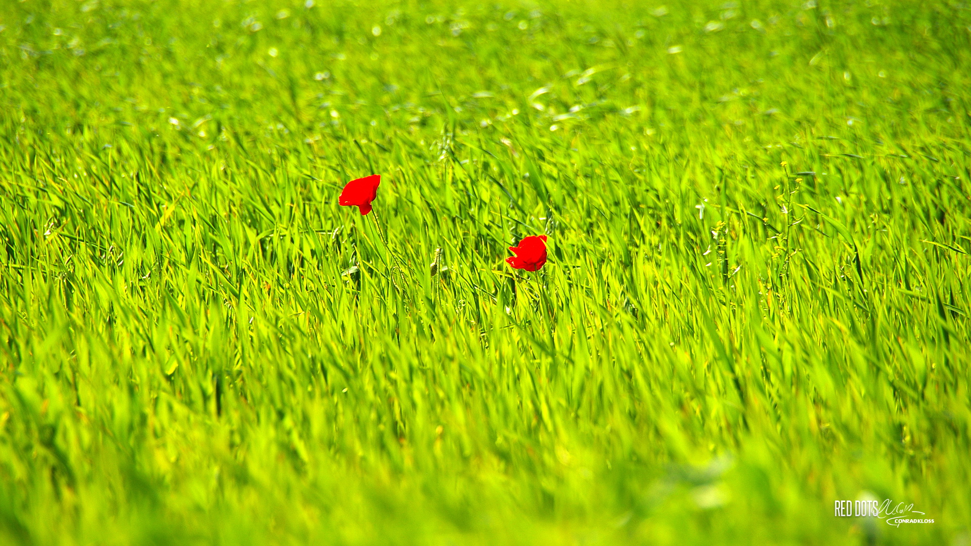 春意盎然,小清新,护眼壁纸,儿童桌面专用